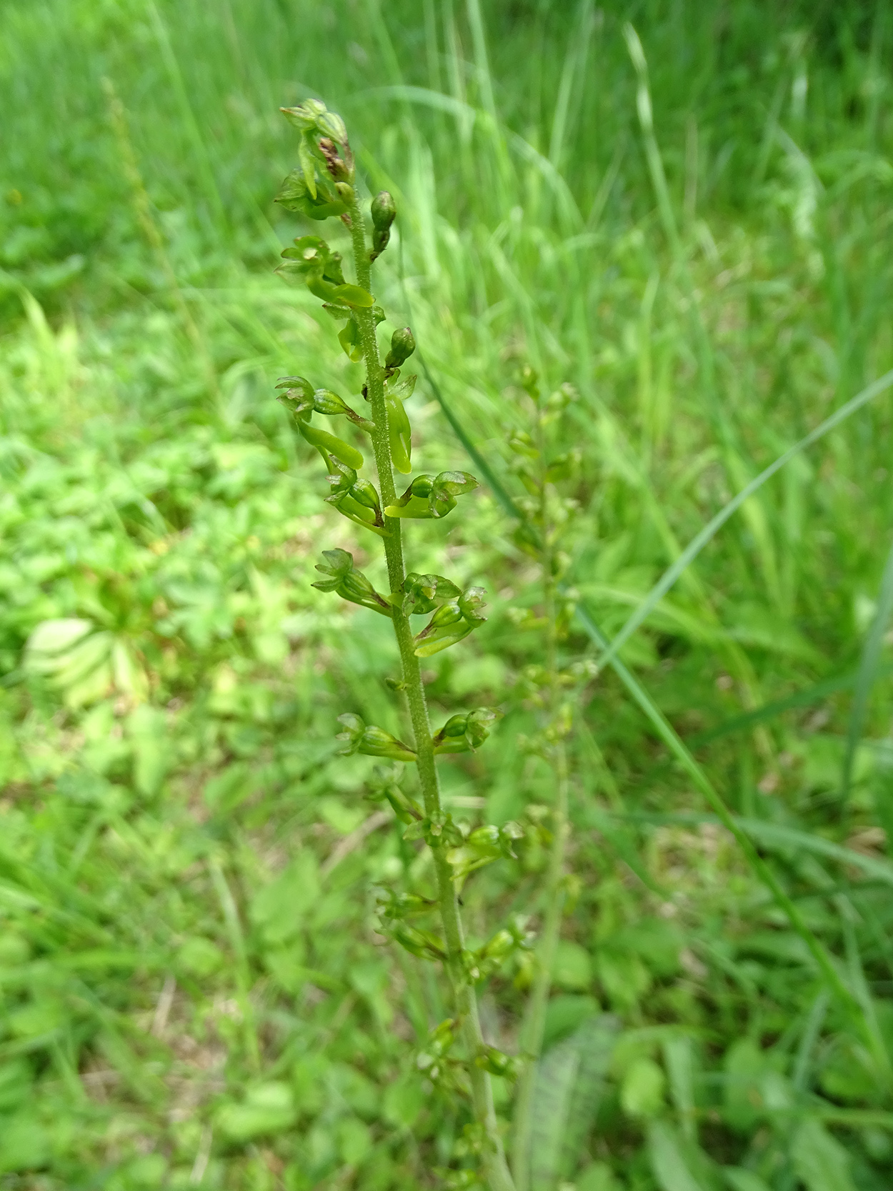 Neottia ovata_radegund.jpg