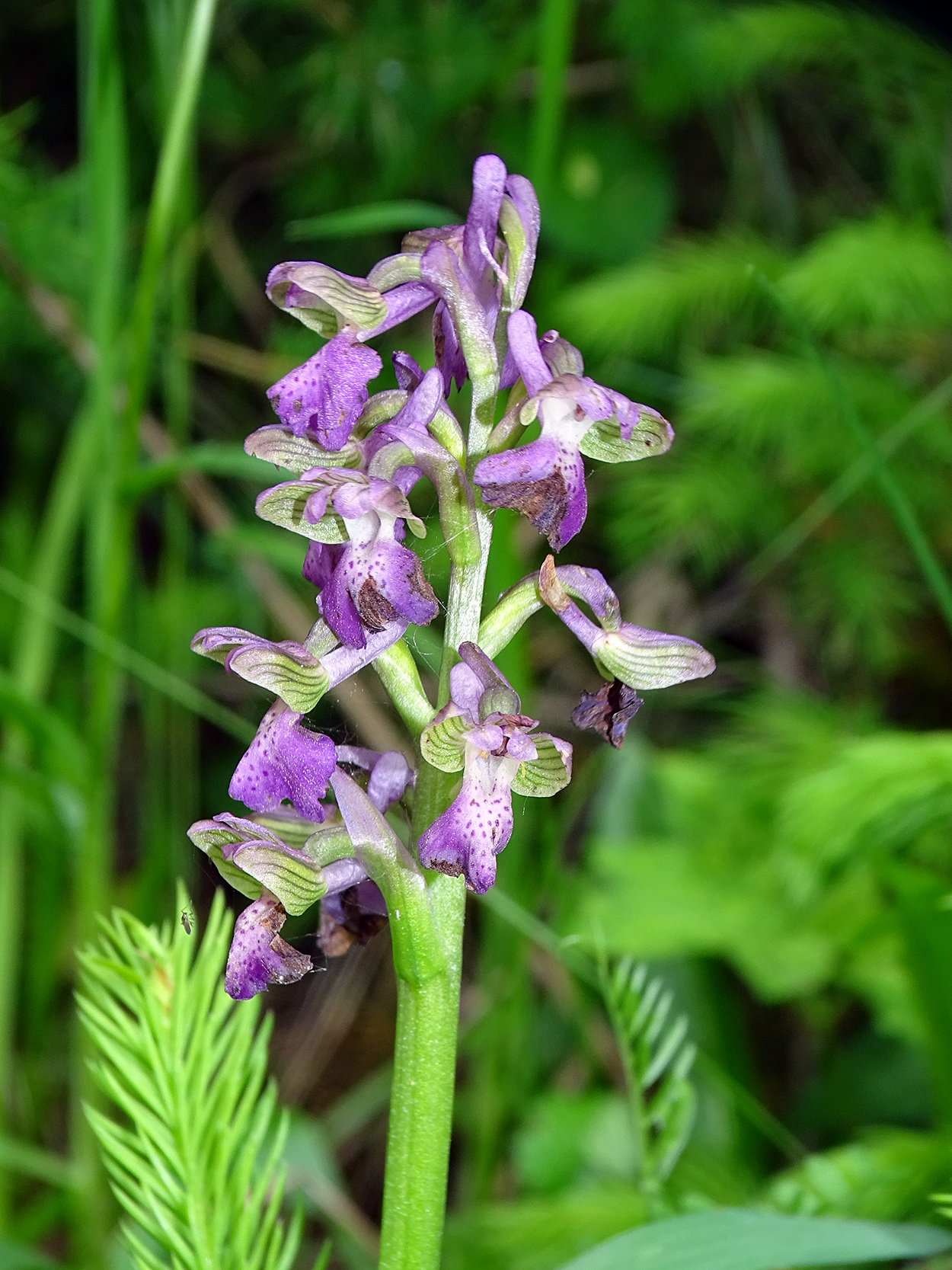 Anacamptis morio_stiwoll.jpg