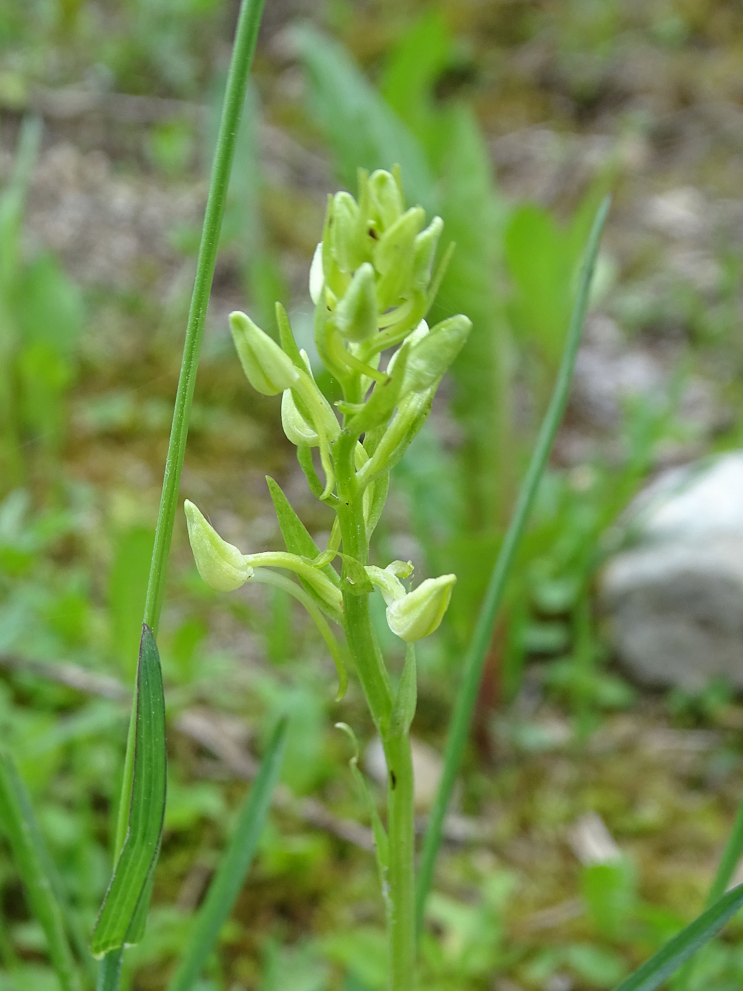 Platanthera_stiwoll.jpg