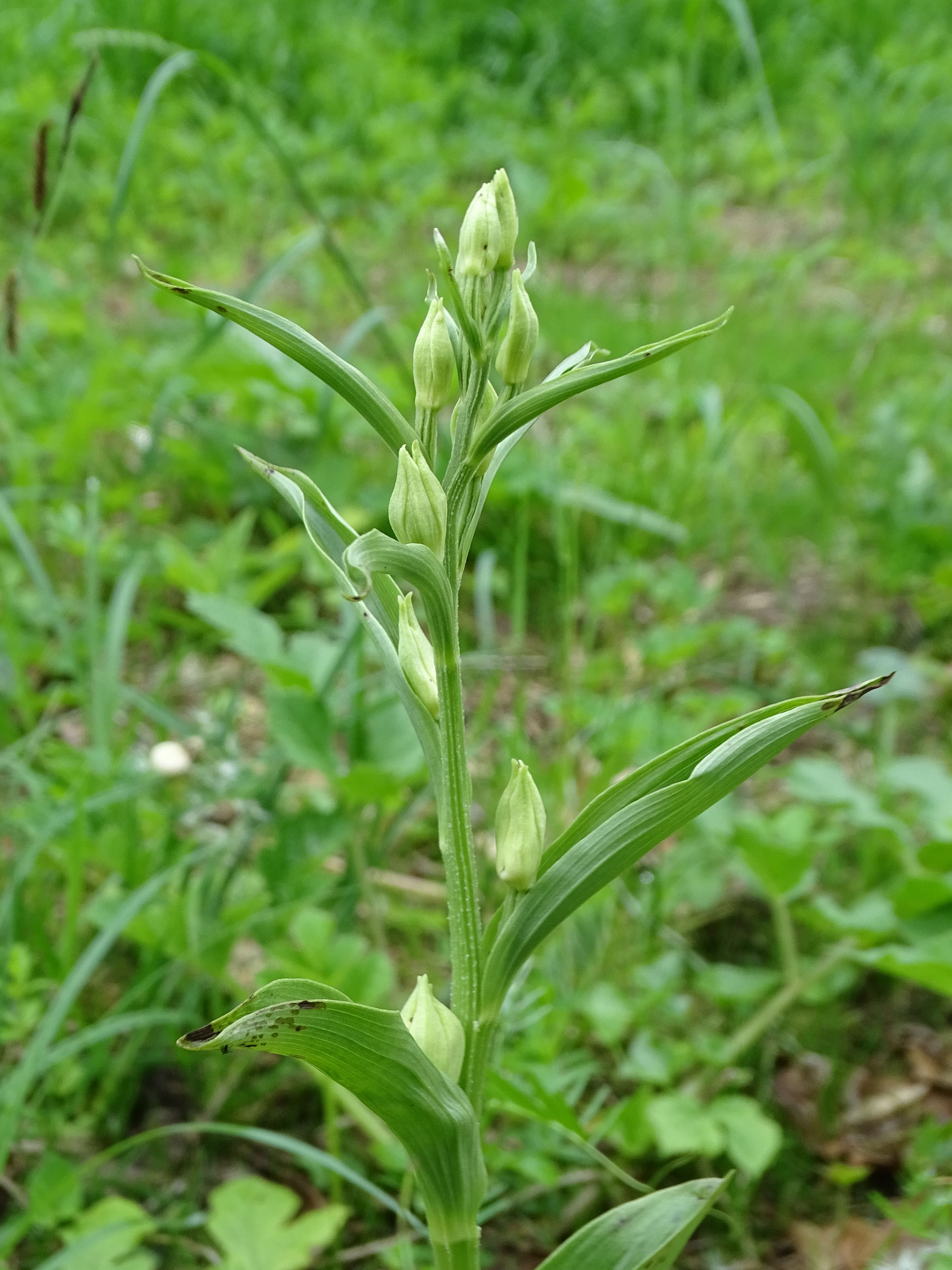 Cephalanthera damasonium_stiwoll.jpg