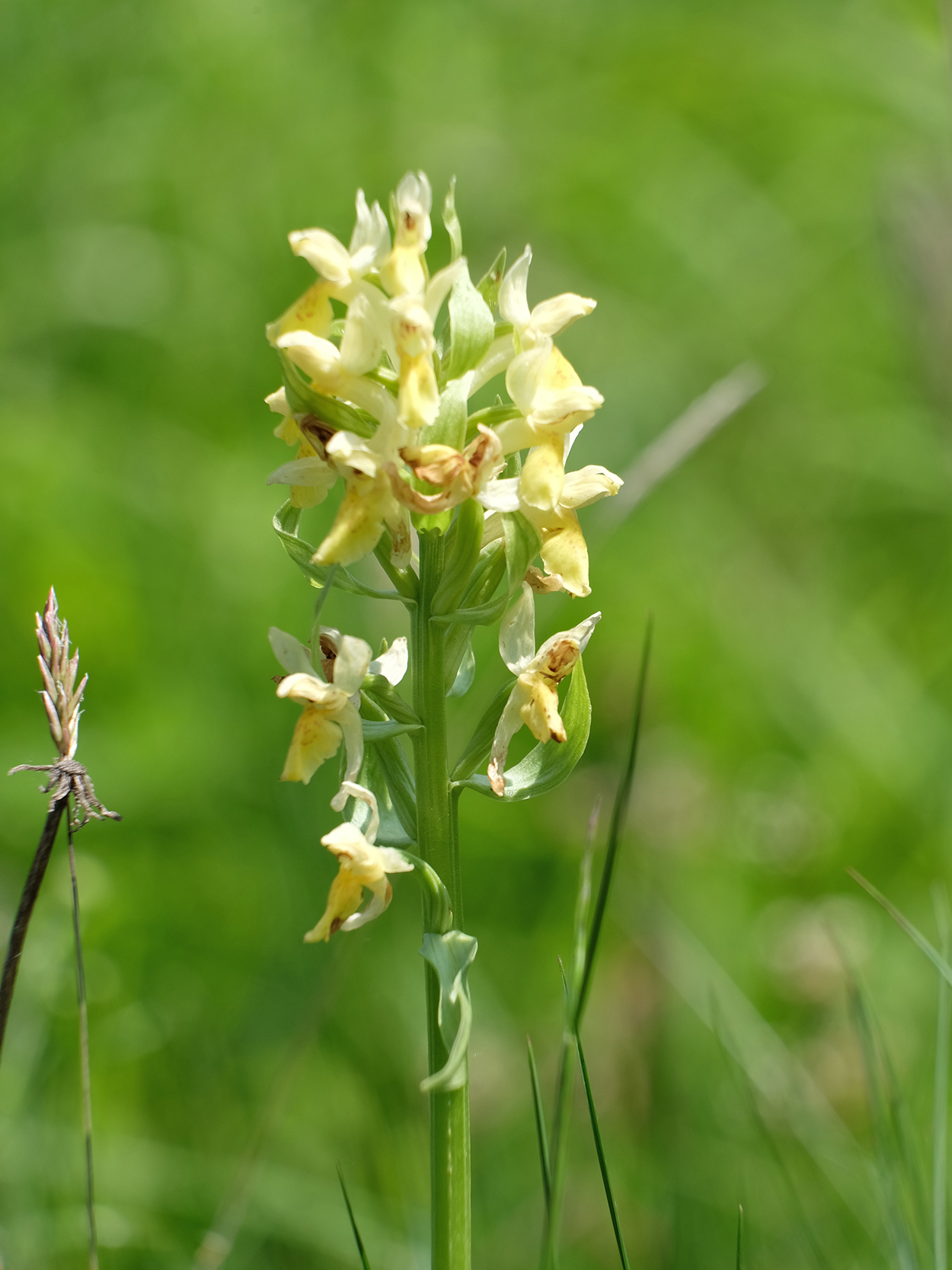 Dactylorhiza sambucina_harterberg.jpg