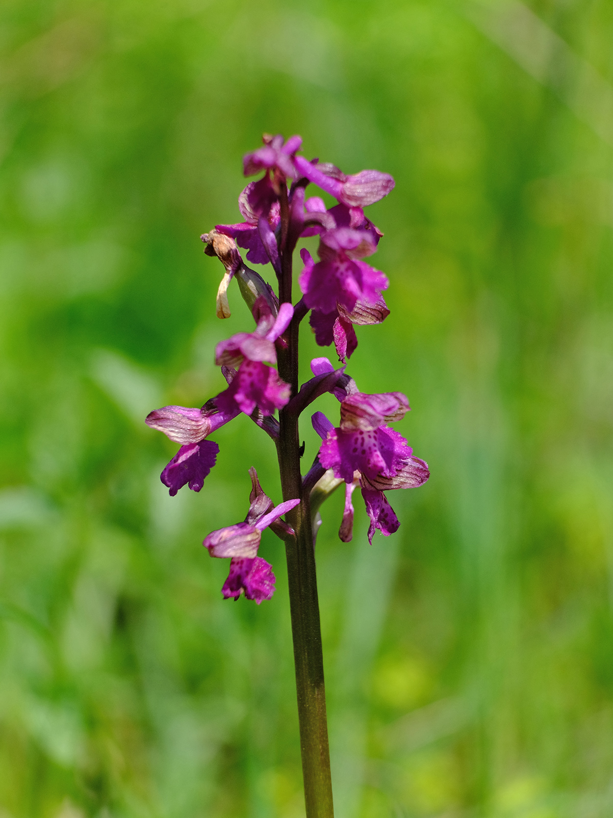 Anacamptis morio_harterberg.jpg