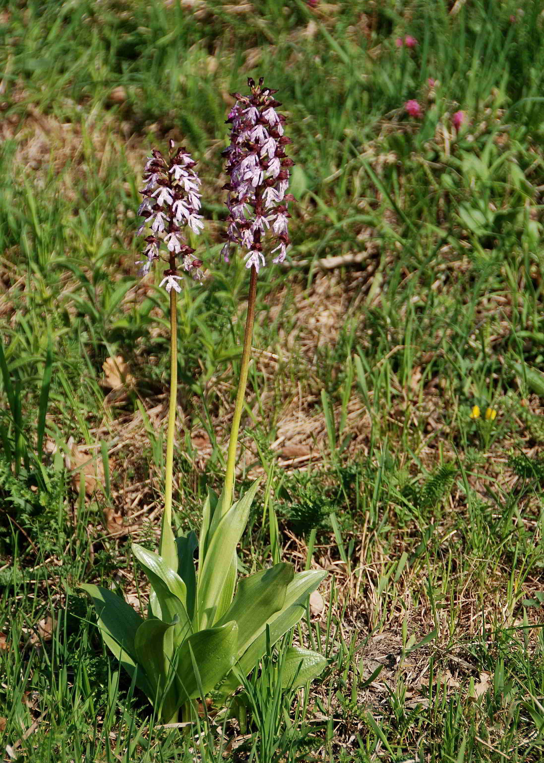 Siegendorf-28042018-(11) - Orchis purpurea - Purpur-Knabenkraut.JPG