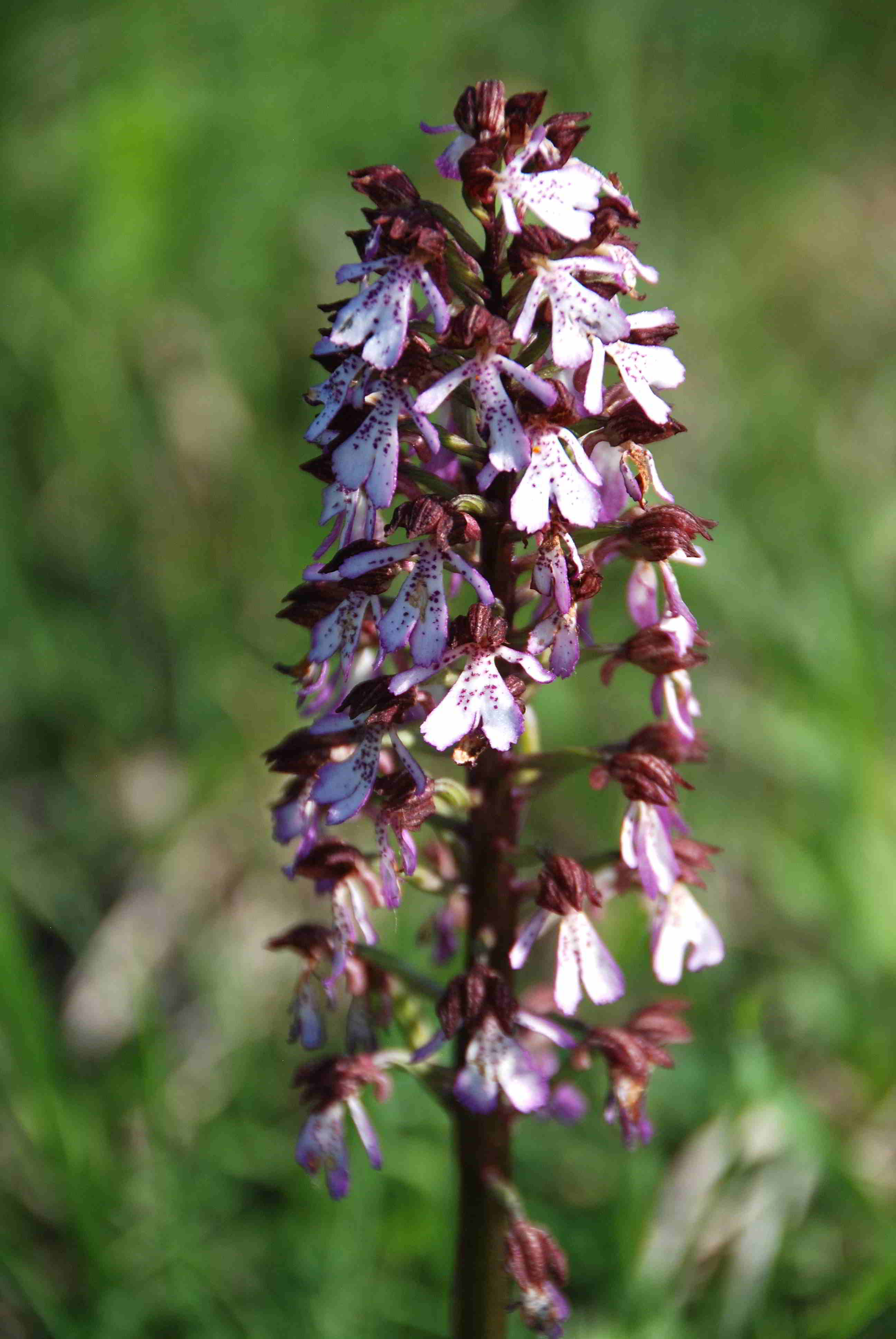 Siegendorf-28042018-(10) - Orchis purpurea - Purpur-Knabenkraut.JPG
