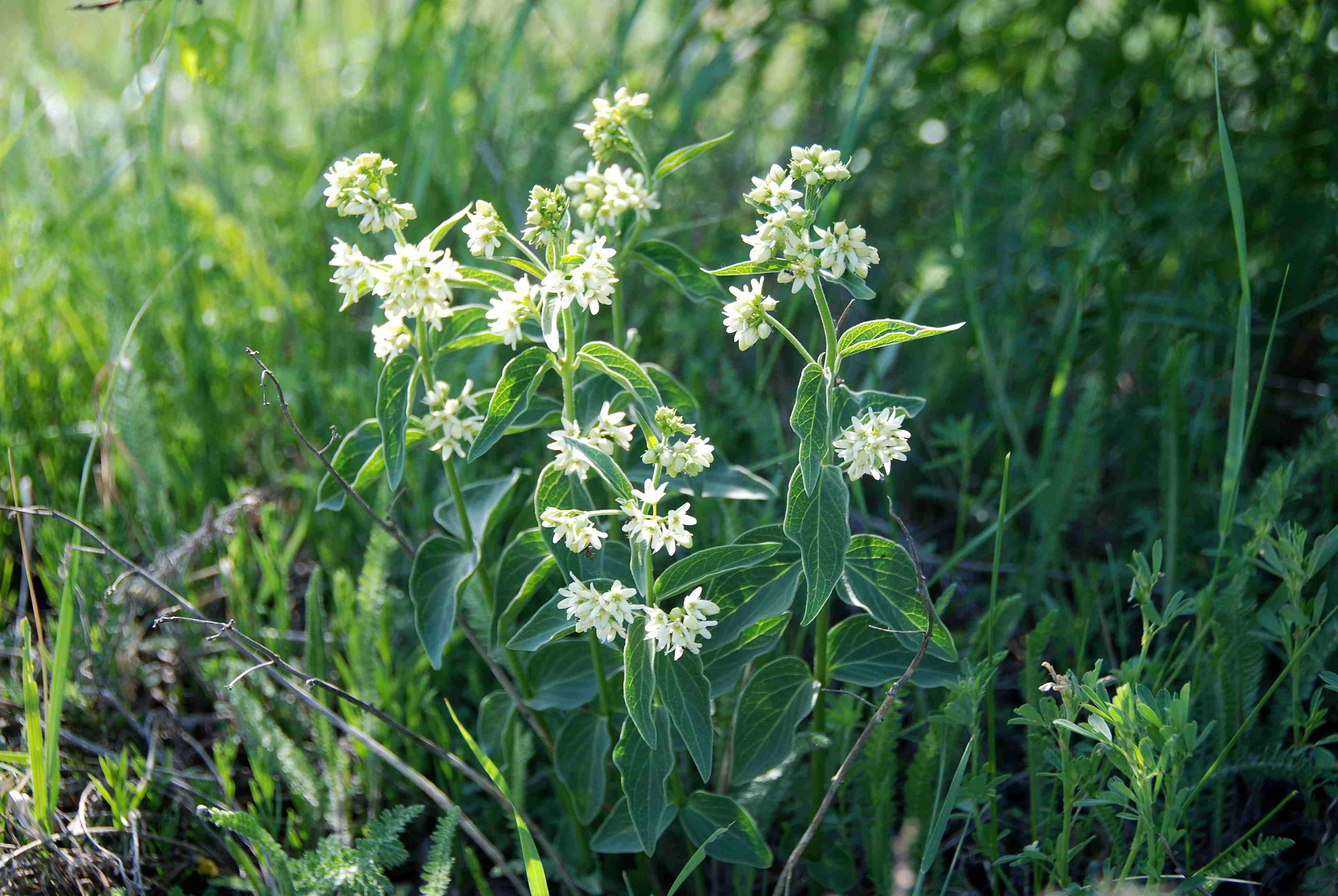 Siegendorf-28042018-(1) - Vincetoxicum hirundinaria - Schwalbenwurz.JPG