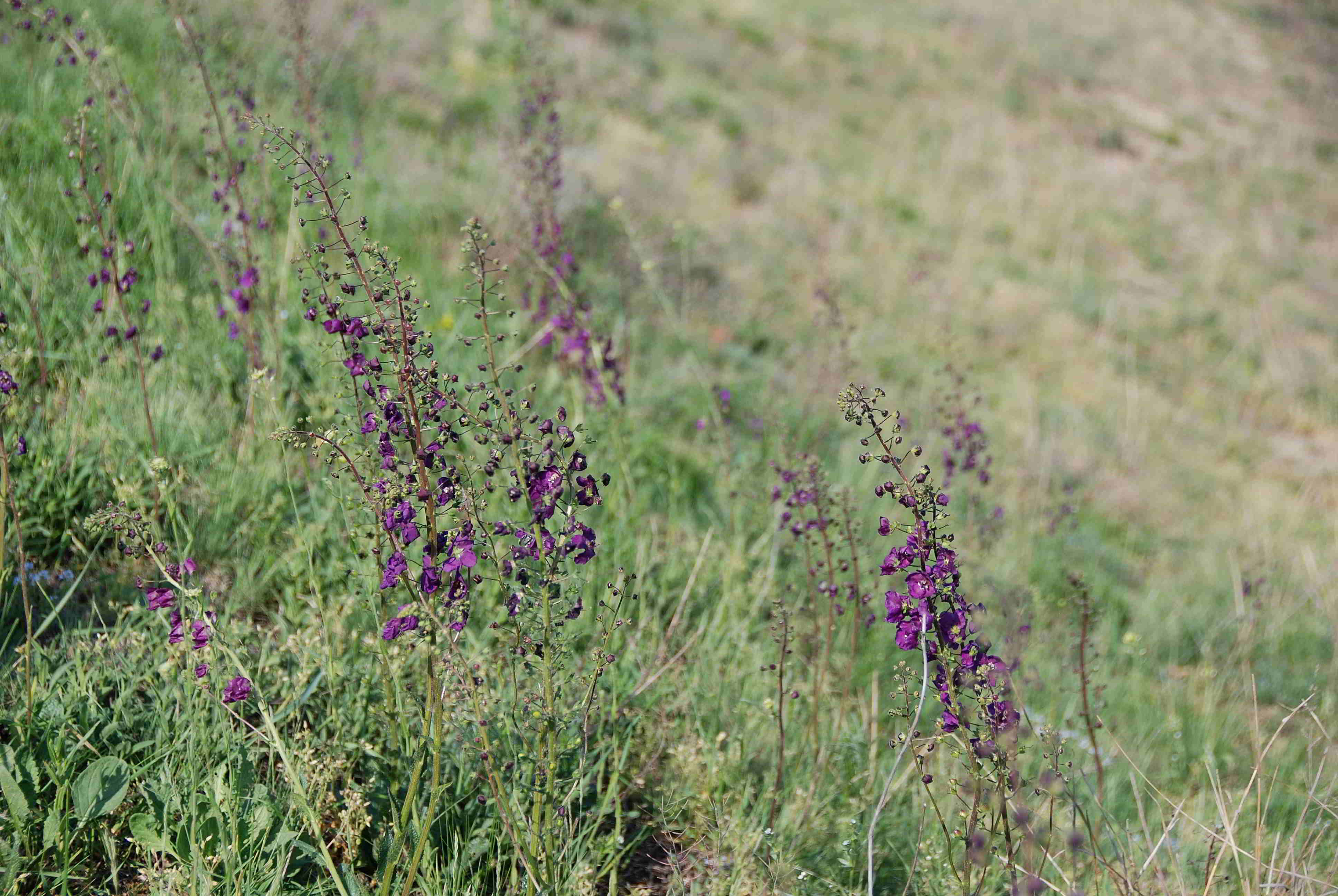 Siegendorf-28042018-(12) - Verbascum phoeniceum - Violette Königskerze.JPG