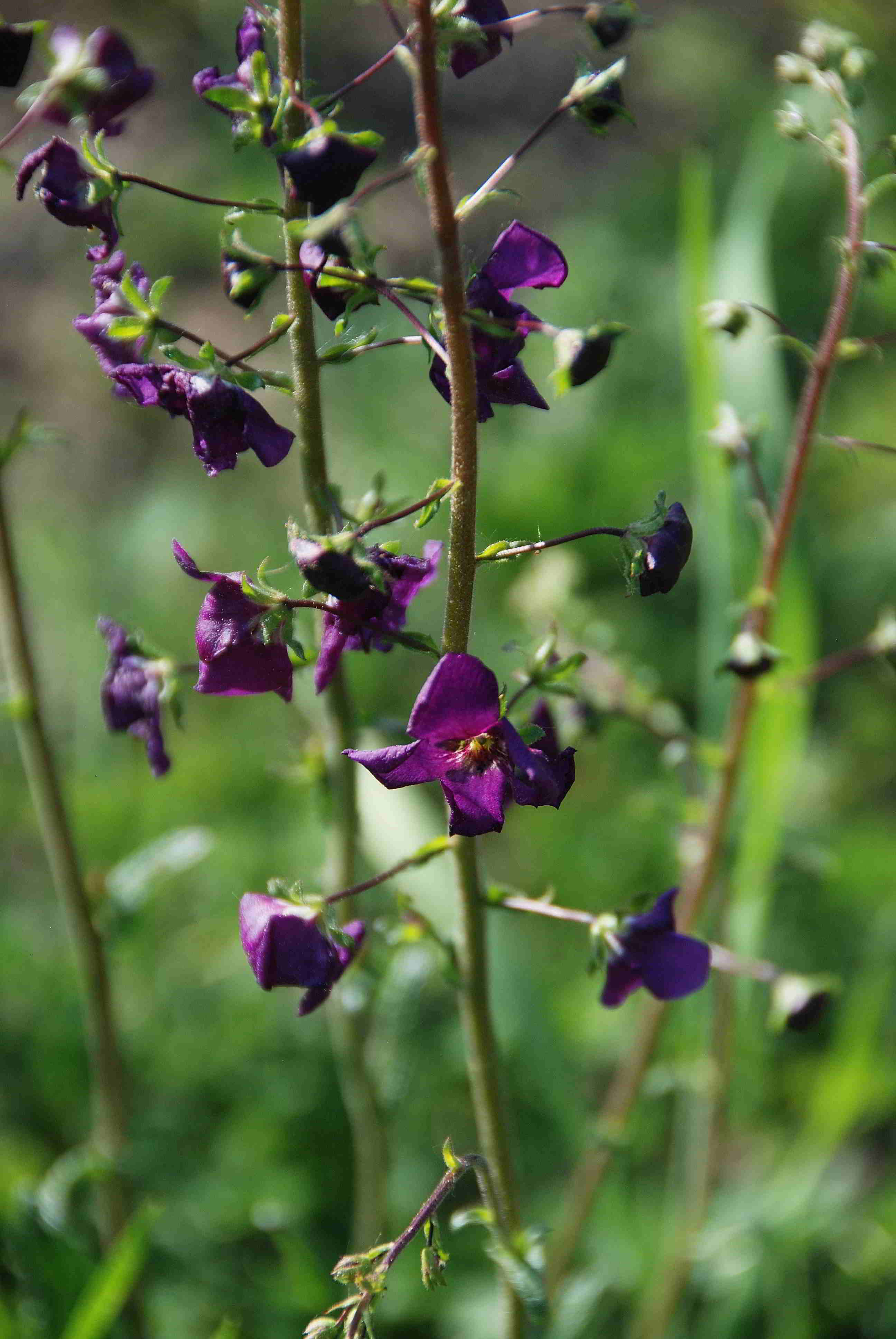 Siegendorf-28042018-(8) - Verbascum phoeniceum - Violette Königskerze.JPG