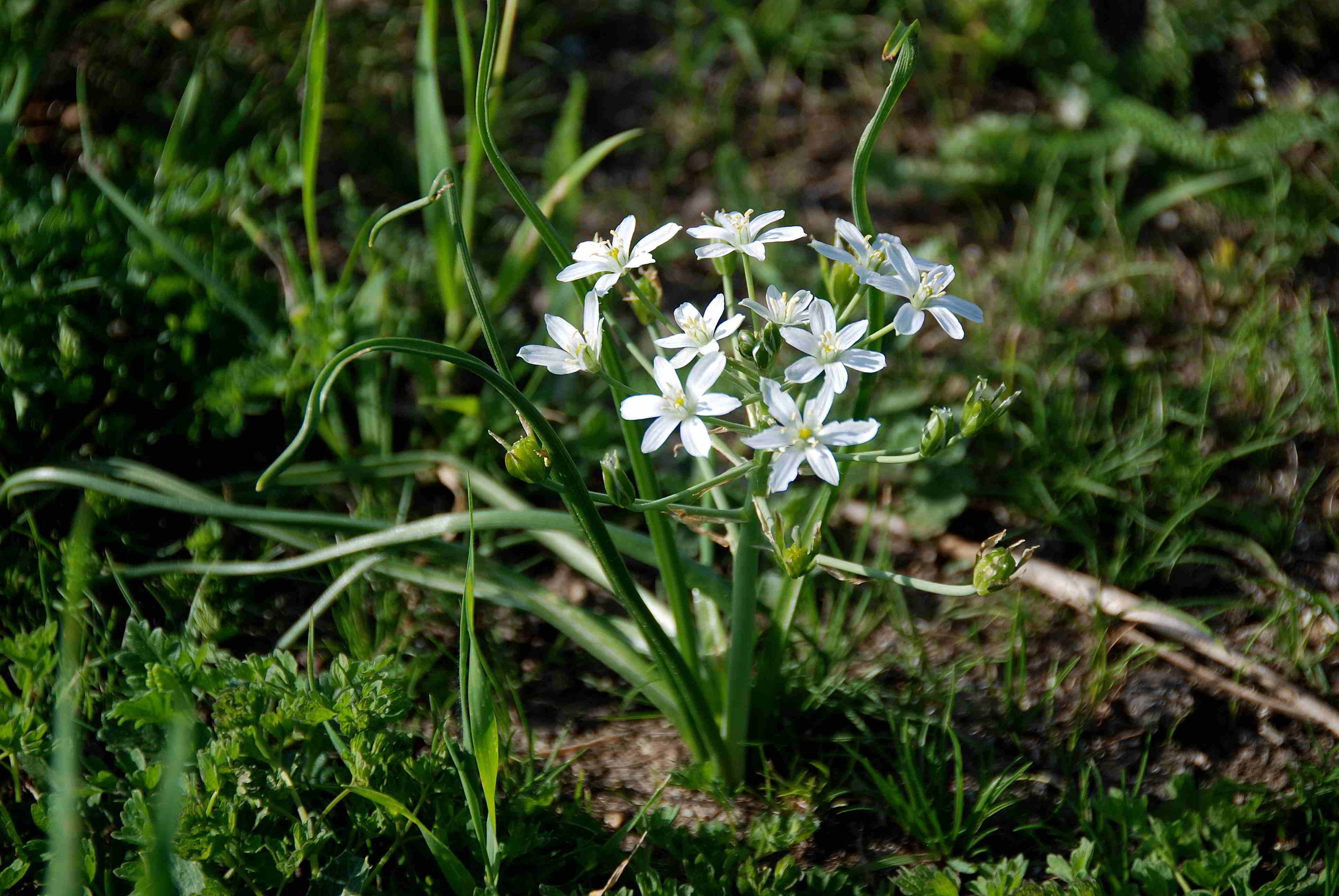 Siegendorf-28042018-(9) - Ornithogalum kochii - Schmalblatt-Milchstern.JPG