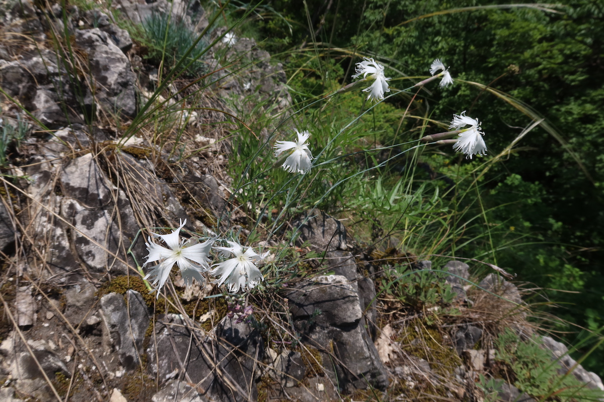 0526_Dianthus_plumarius_regis_stephani.JPG