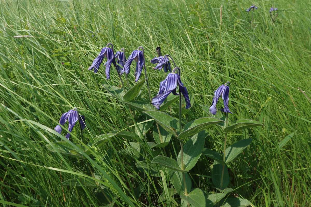 0528_Clematis_integrifolia.JPG