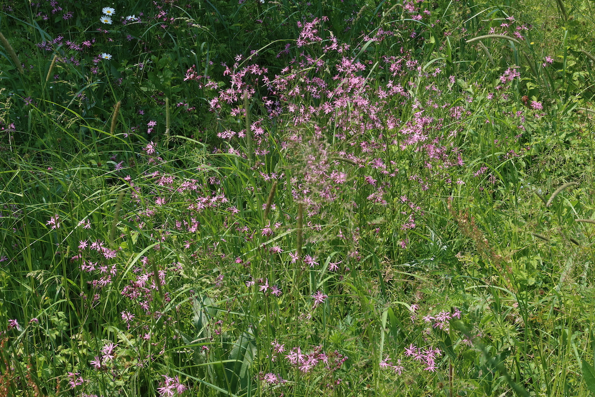 0528_Lychnis_flos_cuculi.JPG