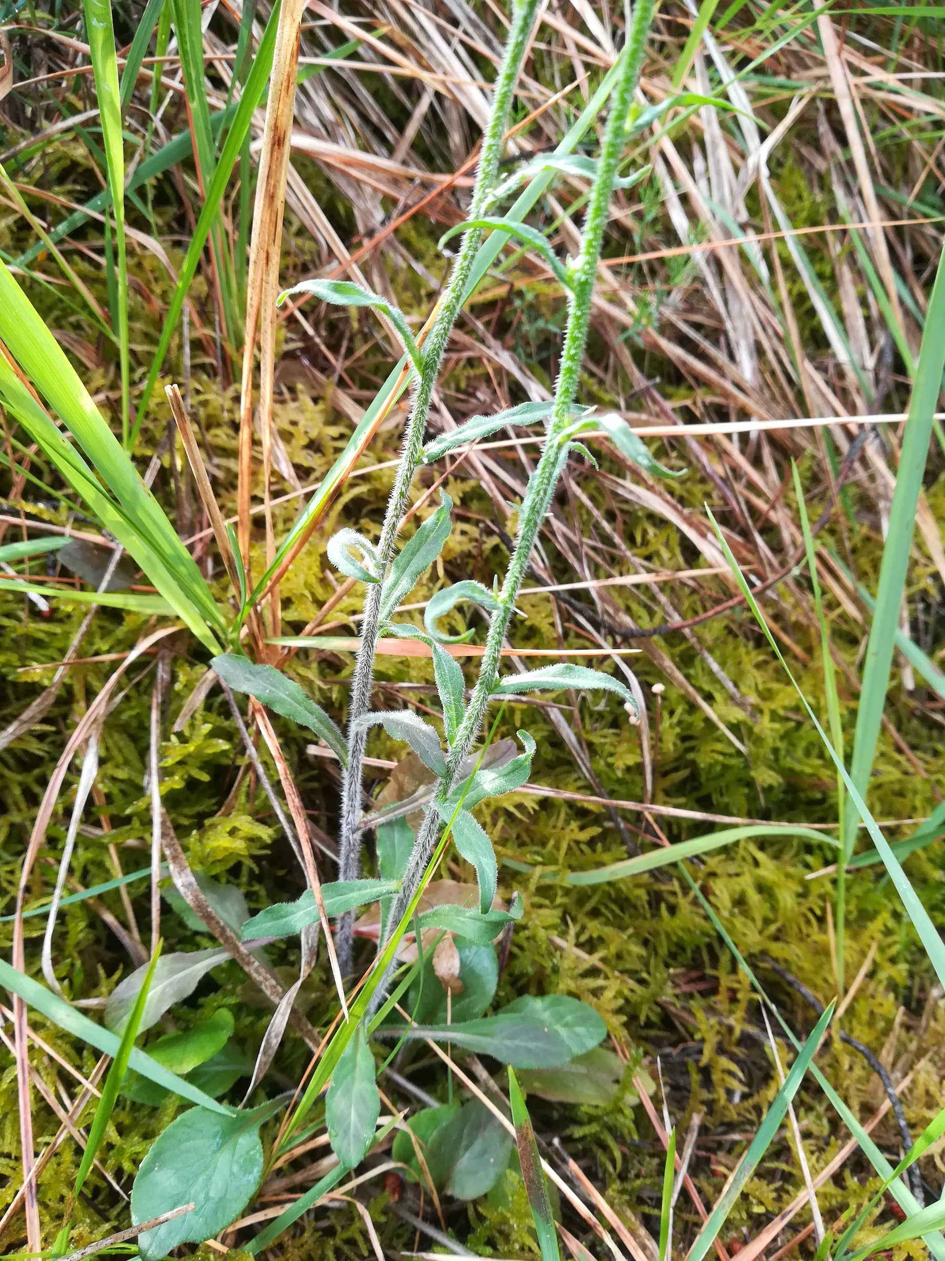 campanula cf. rapunculus NE vorberg des camp lucéram peille ste thècle alpes-maritimes frankreich_20230518_102938.jpg