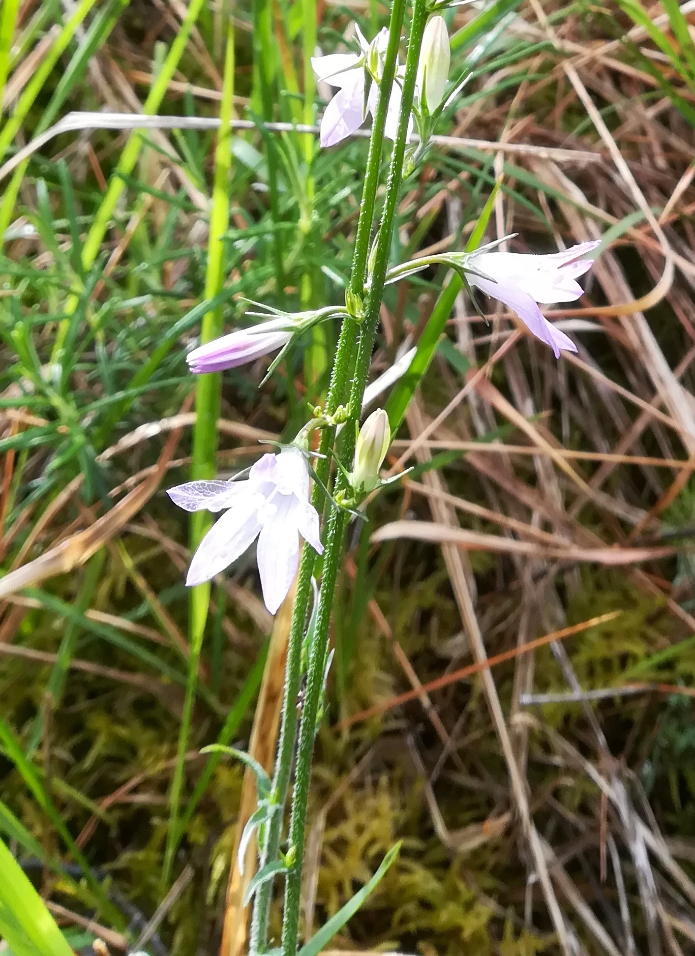 campanula cf. rapunculus NE vorberg des camp lucéram peille ste thècle alpes-maritimes frankreich_20230518_102949 Kopie.jpg