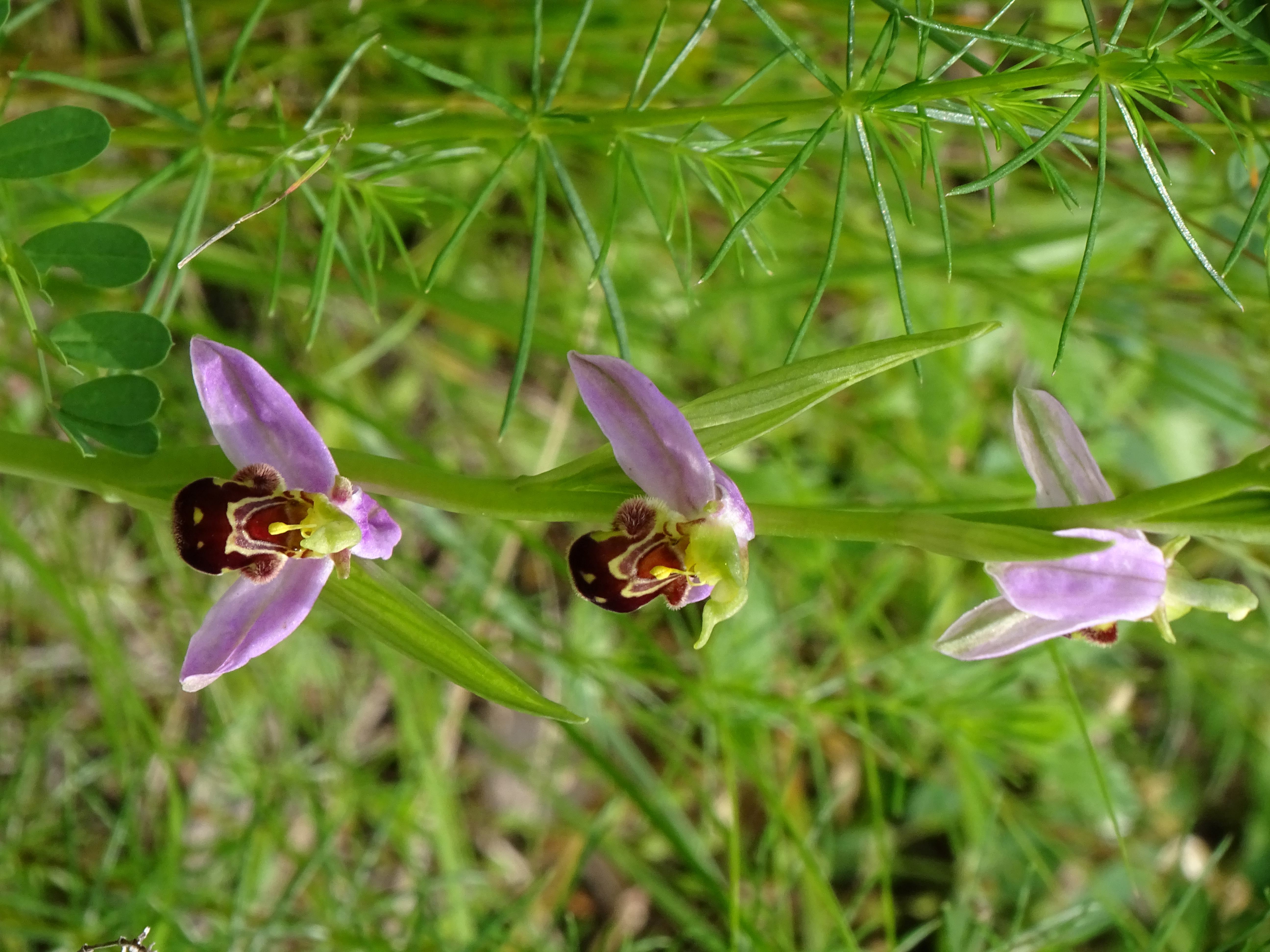DSC07305 ophrys apifera, lobau bei mühlleiten, 2023-06-08.jpg