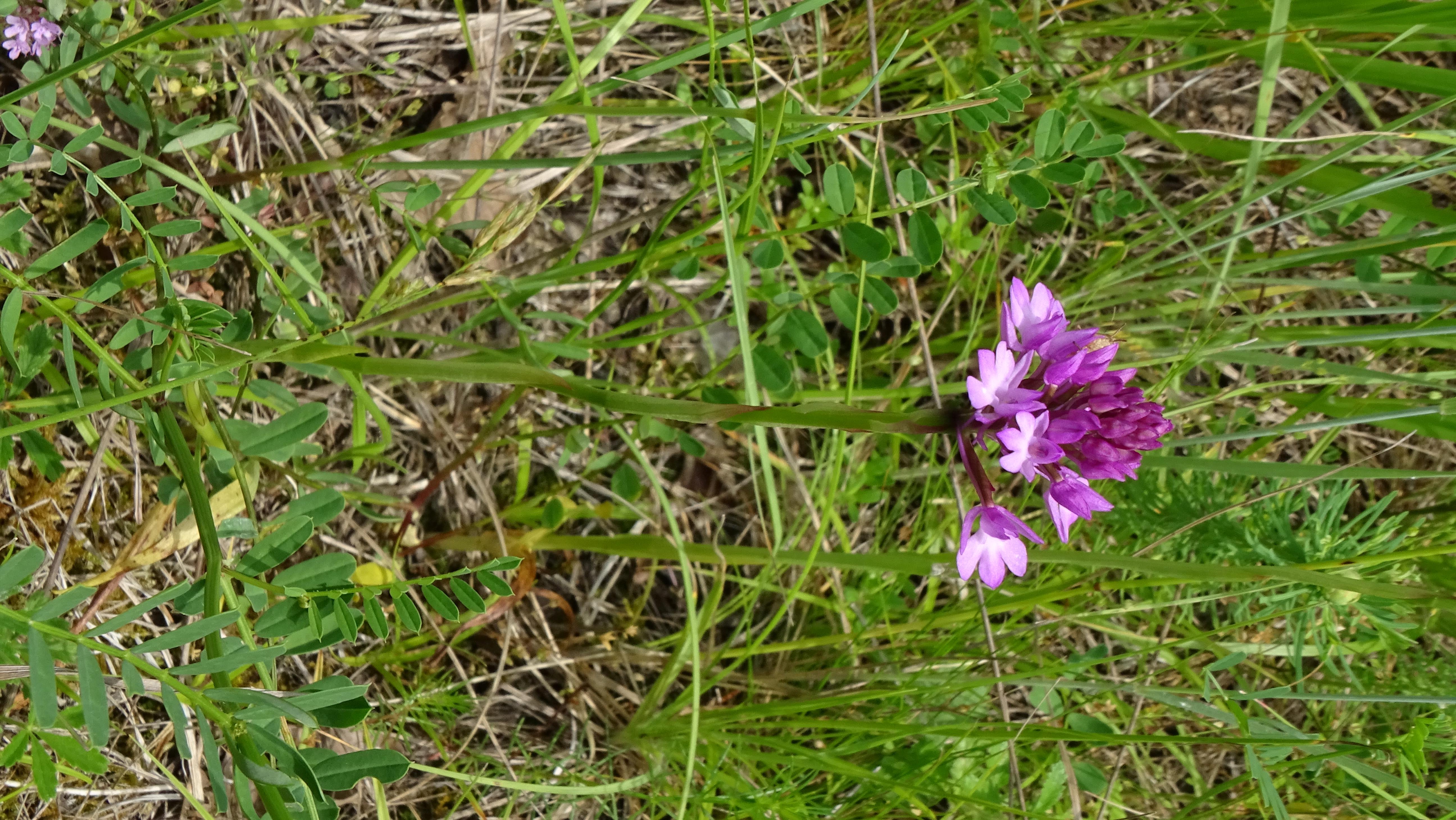 DSC07309 anacamptis pyramidalis, lobau bei mühlleiten, 2023-06-08.jpg