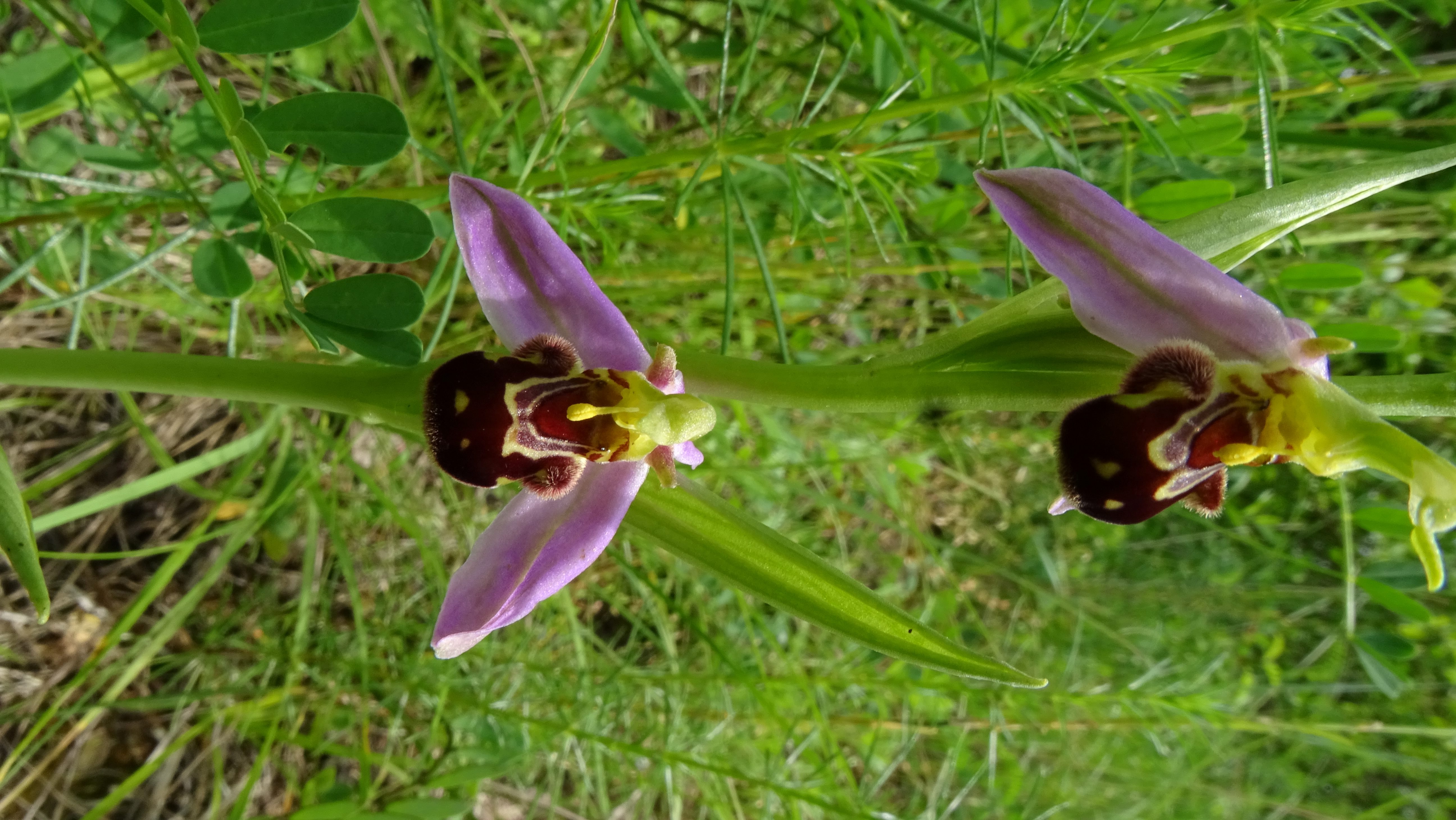DSC07310 ophrys apifera, lobau bei mühlleiten, 2023-06-08.jpg