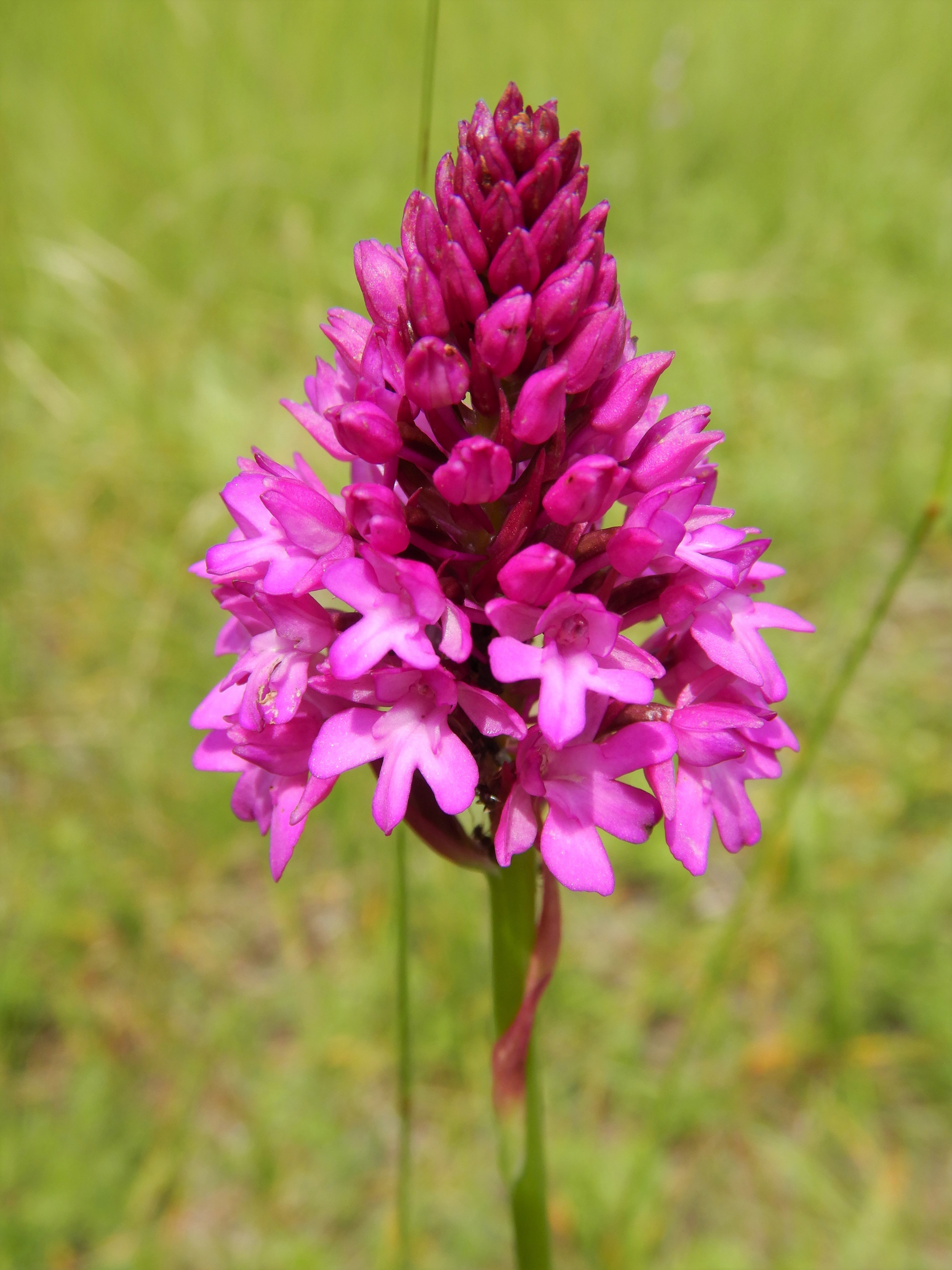 DSCN9789 anacamptis pyramidalis, lobau bei mühlleiten, 2023-06-08.jpg