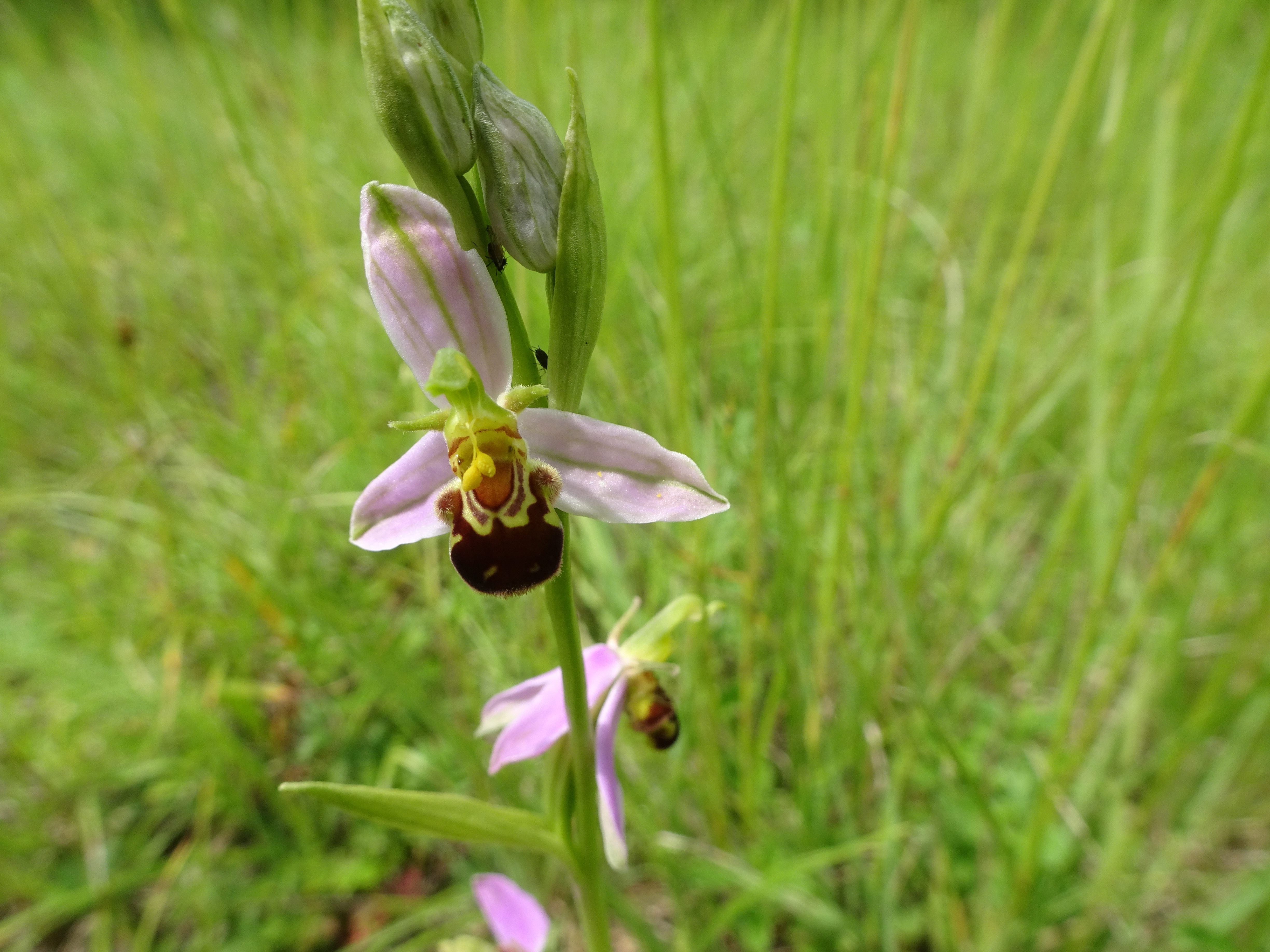 DSC08883 ophrys apifera, lobau bei mühlleiten, 2023-06-08.jpg