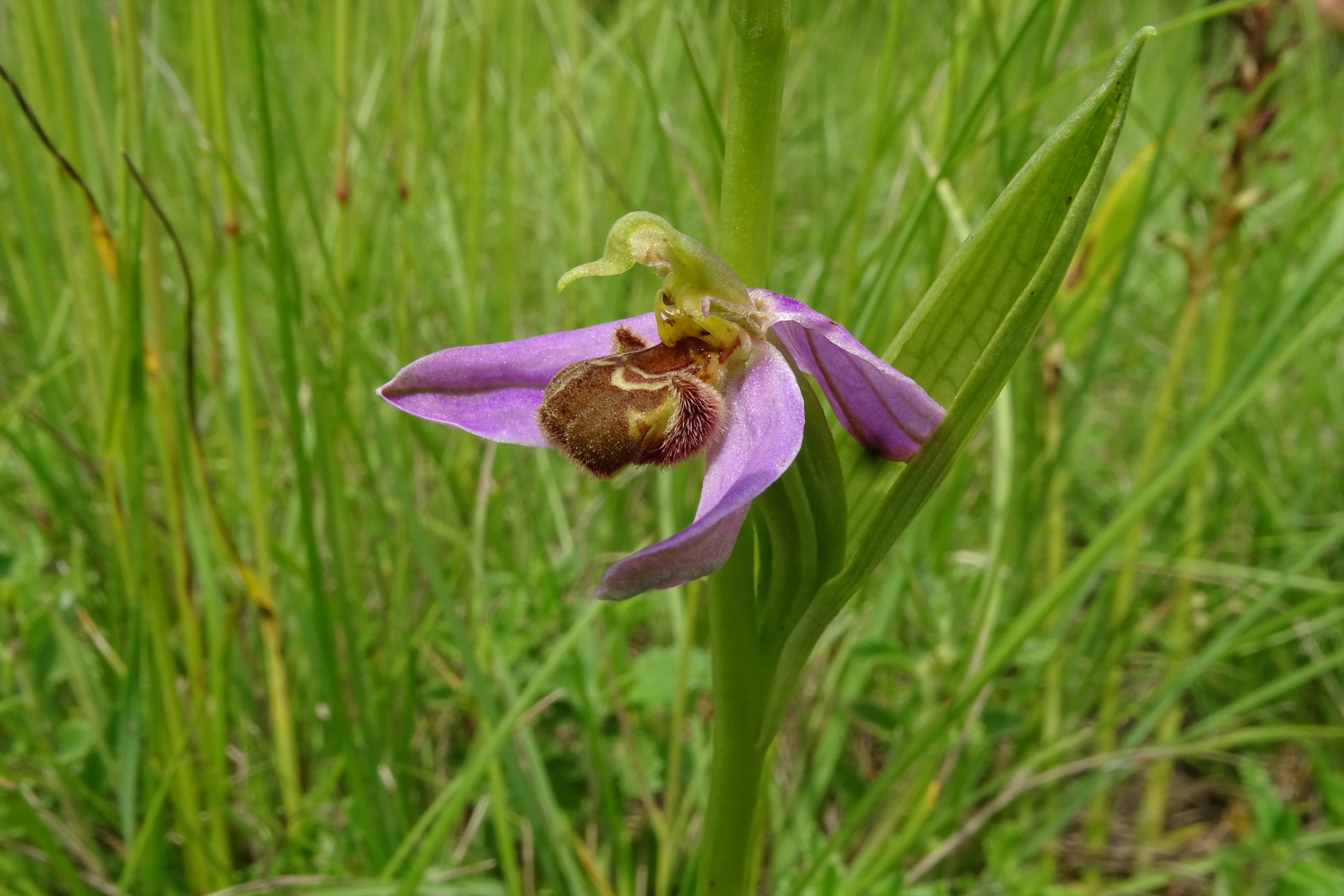 DSC07323 ophrys apifera, lobau bei mühlleiten, 2023-06-08.jpg