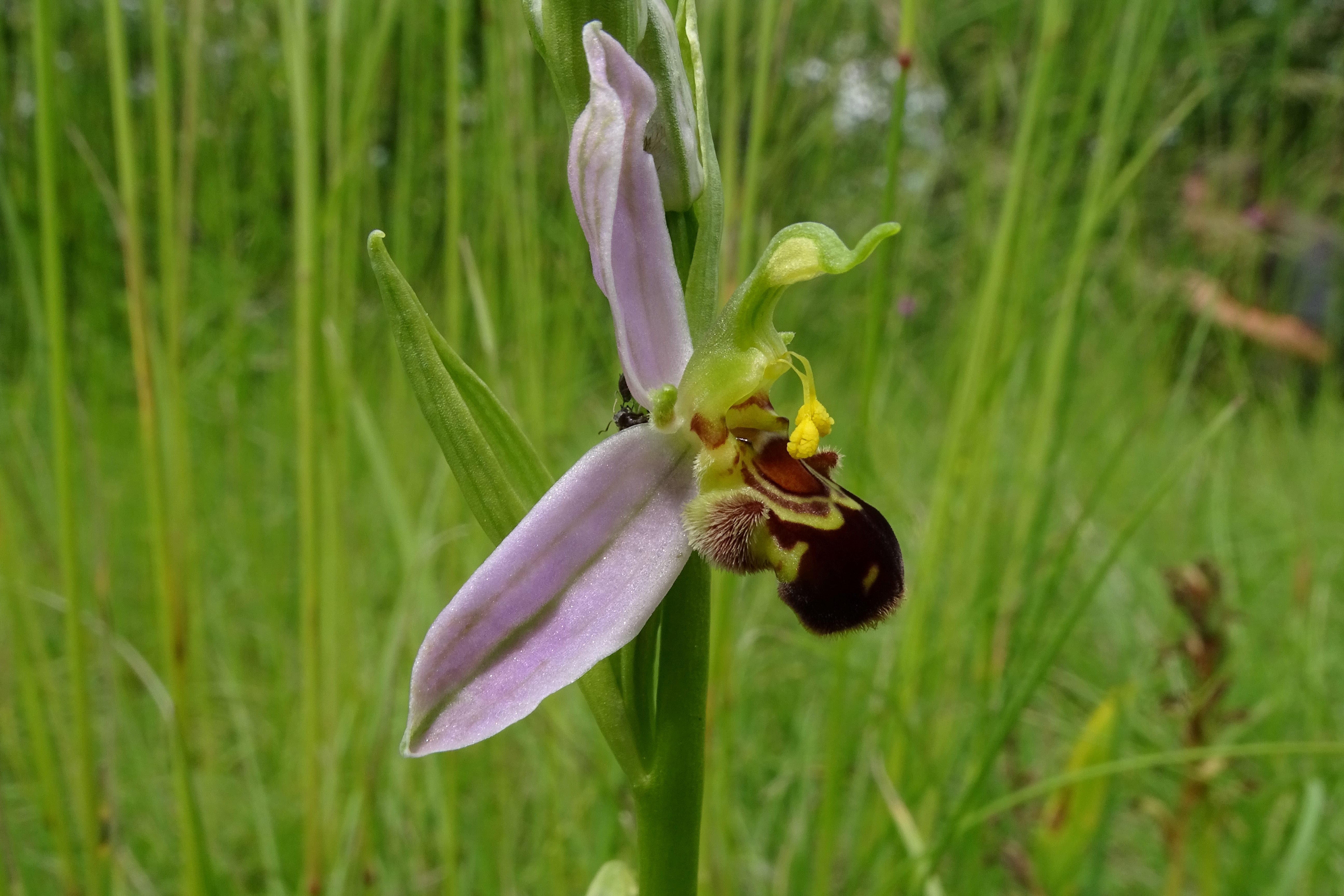 DSC07324 ophrys apifera, lobau bei mühlleiten, 2023-06-08.jpg