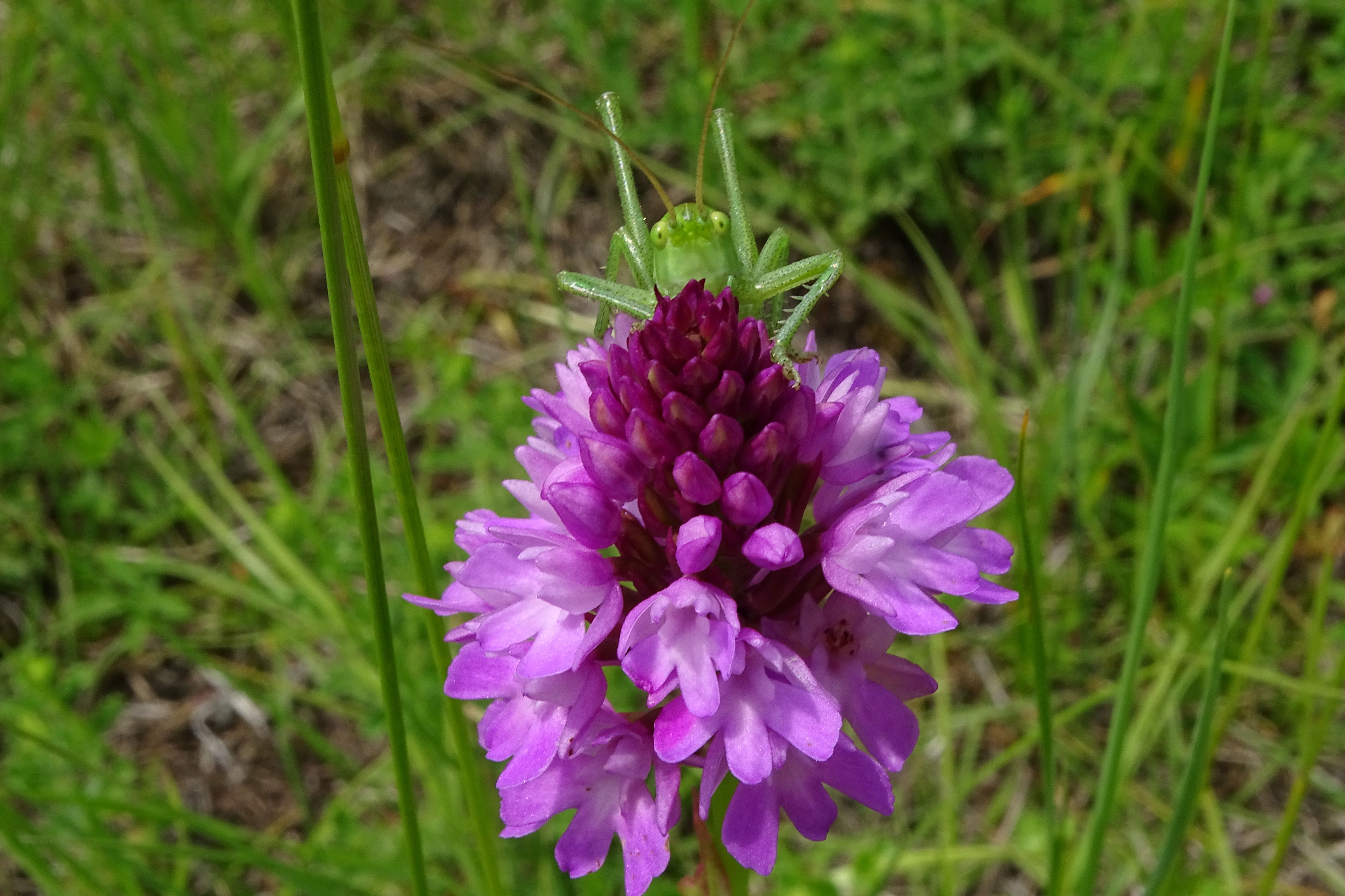 DSC07330 anacamptis pyramidalis, lobau bei mühlleiten, 2023-06-08.jpg