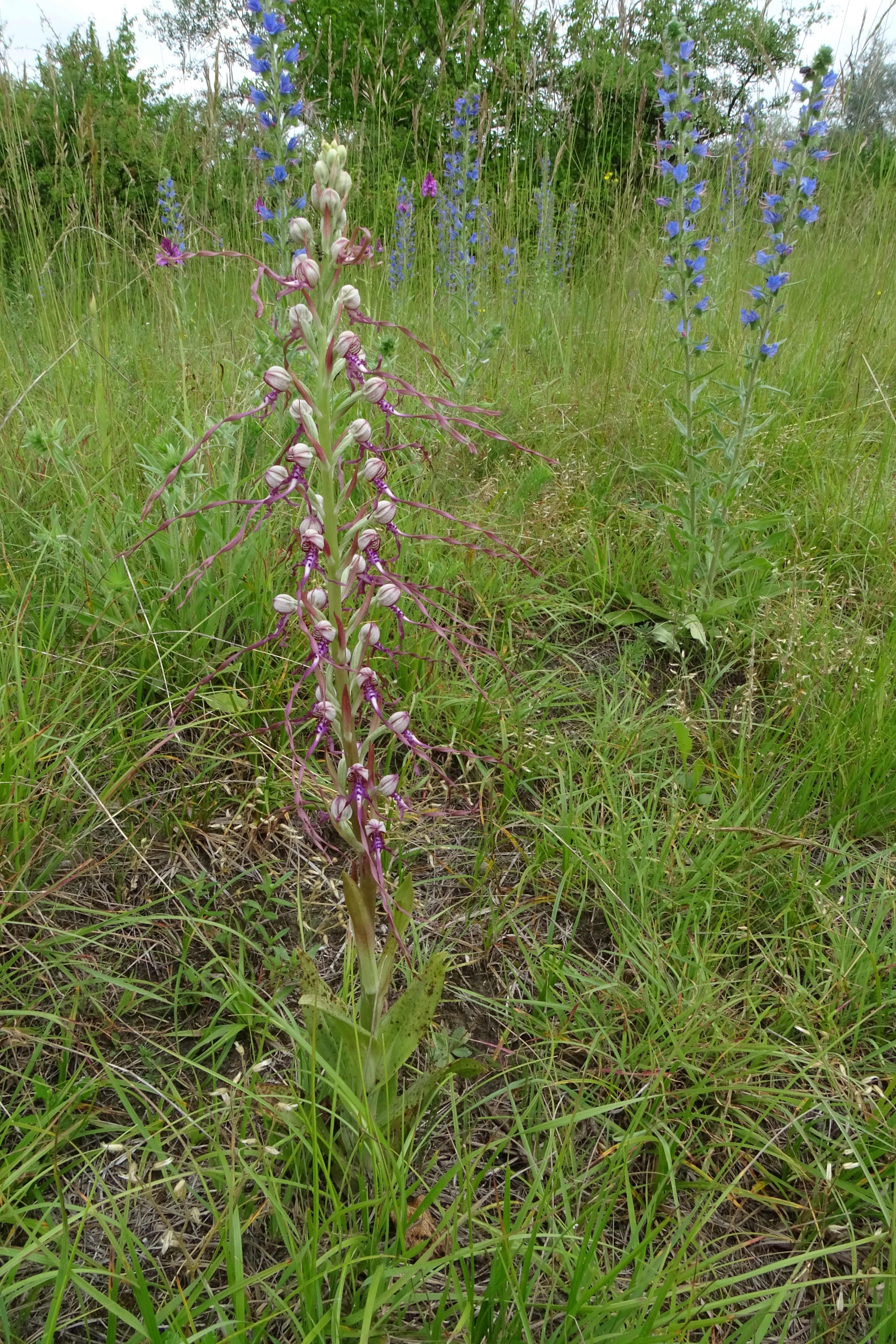 DSC07339 himantoglossum adriaticum, anacamptis pyramidalis, lobau bei mühlleiten, 2023-06-08.jpg