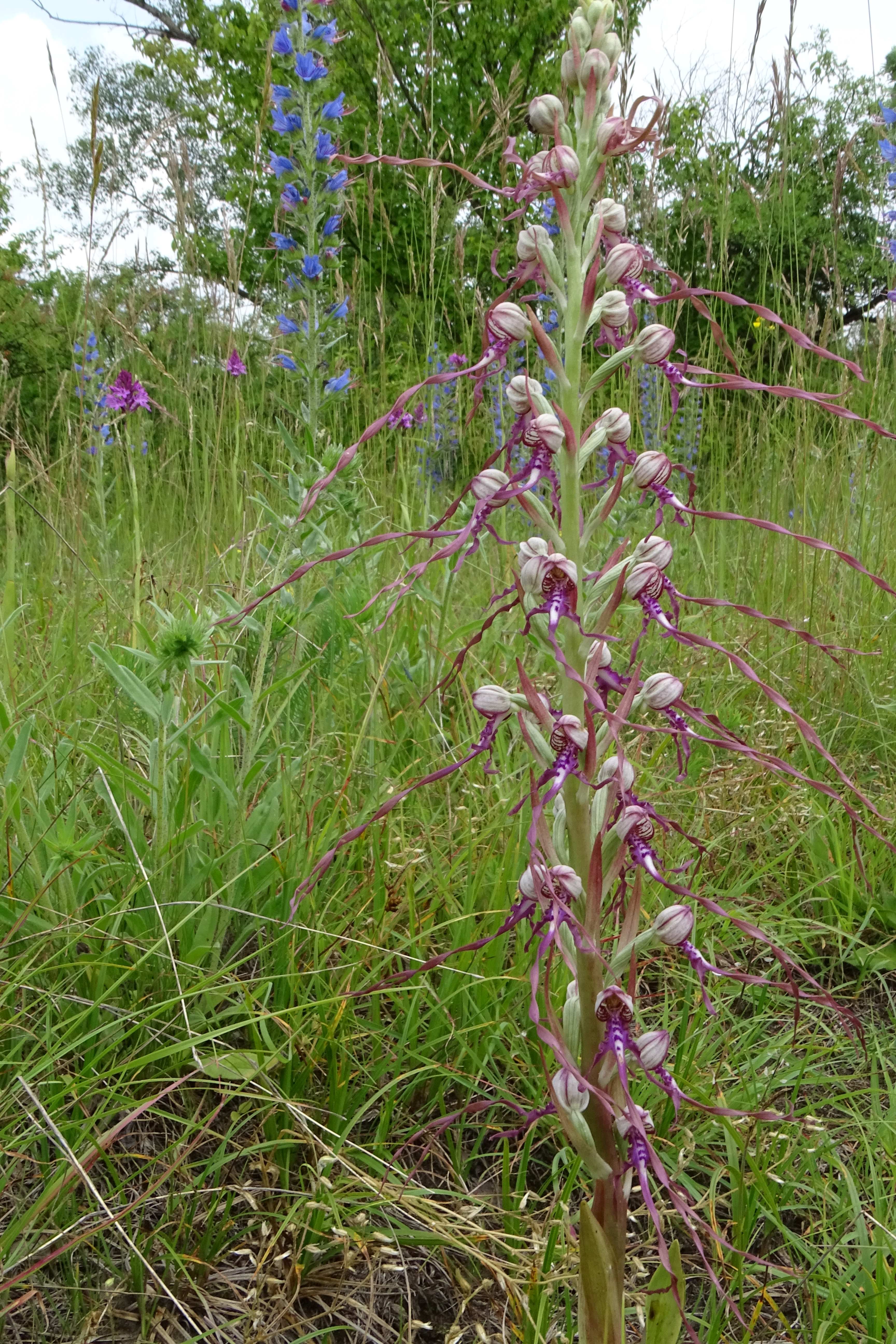 DSC07340 himantoglossum adriaticum, anacamptis pyramidalis, lobau bei mühlleiten, 2023-06-08.jpg