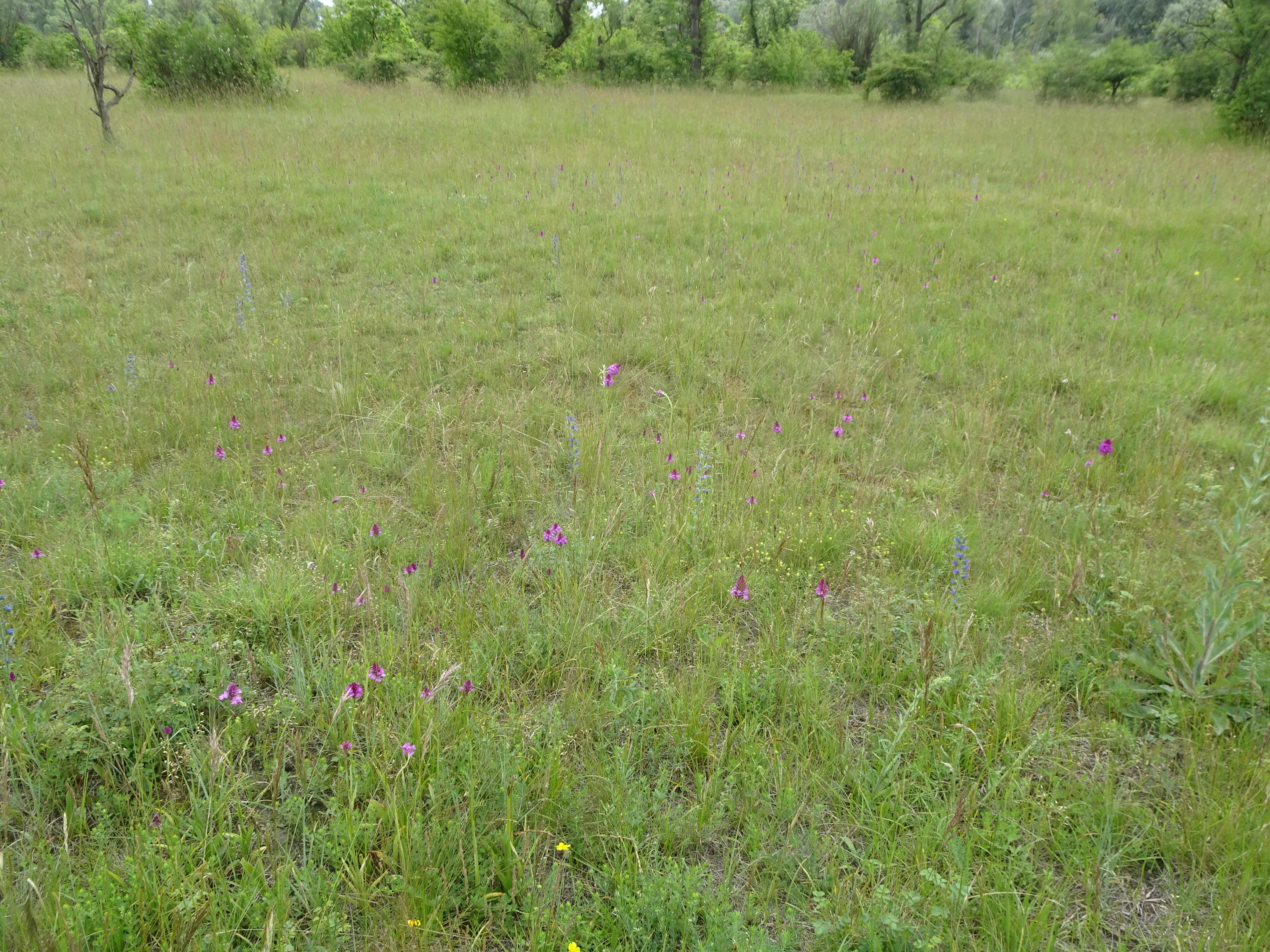 DSC08890 anacamptis pyramidalis, lobau bei mühlleiten, 2023-06-08.jpg