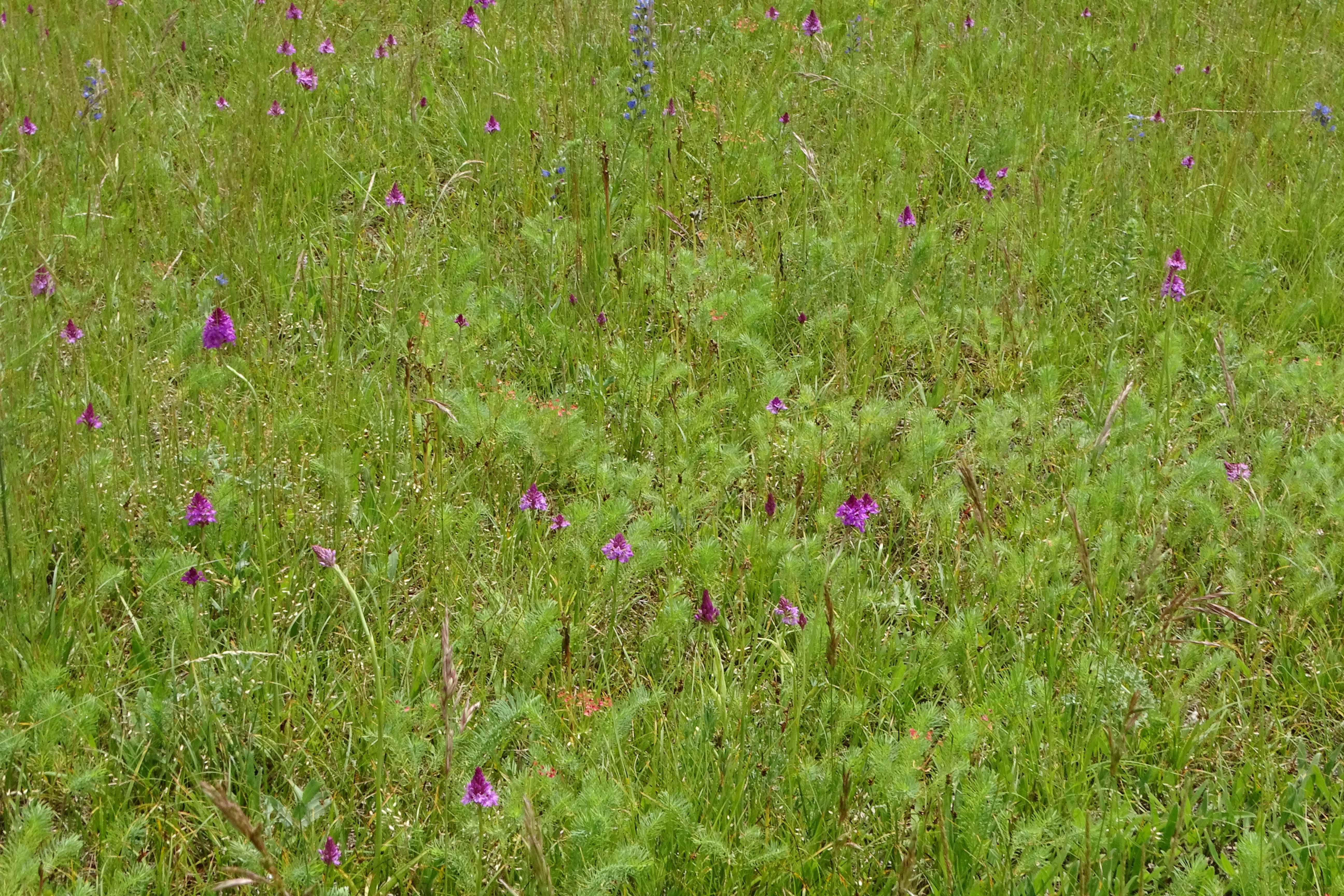 DSC07350 anacamptis pyramidalis, lobau bei mühlleiten, 2023-06-08.jpg