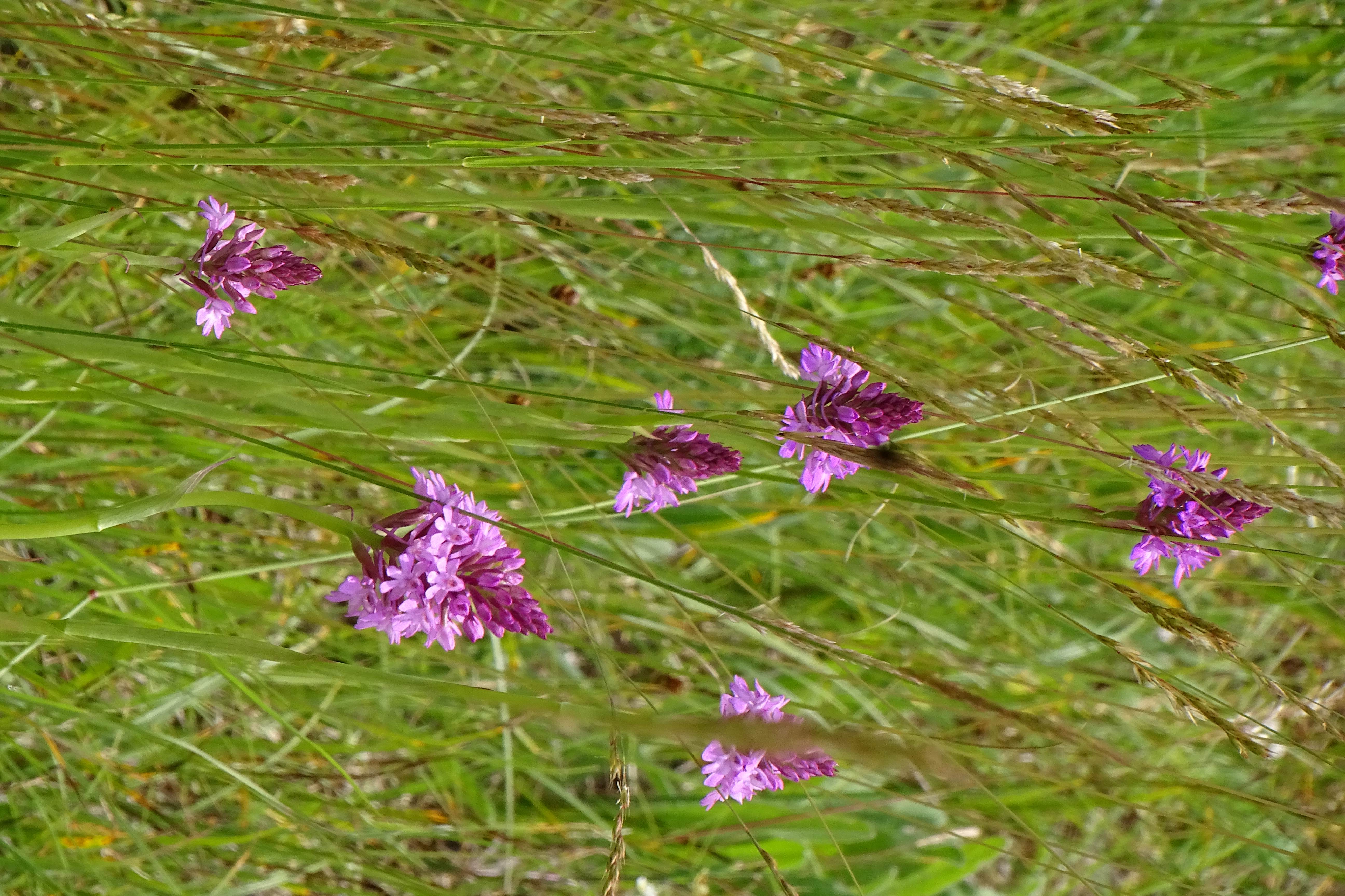 DSC07352 anacamptis pyramidalis, lobau bei mühlleiten, 2023-06-08.jpg