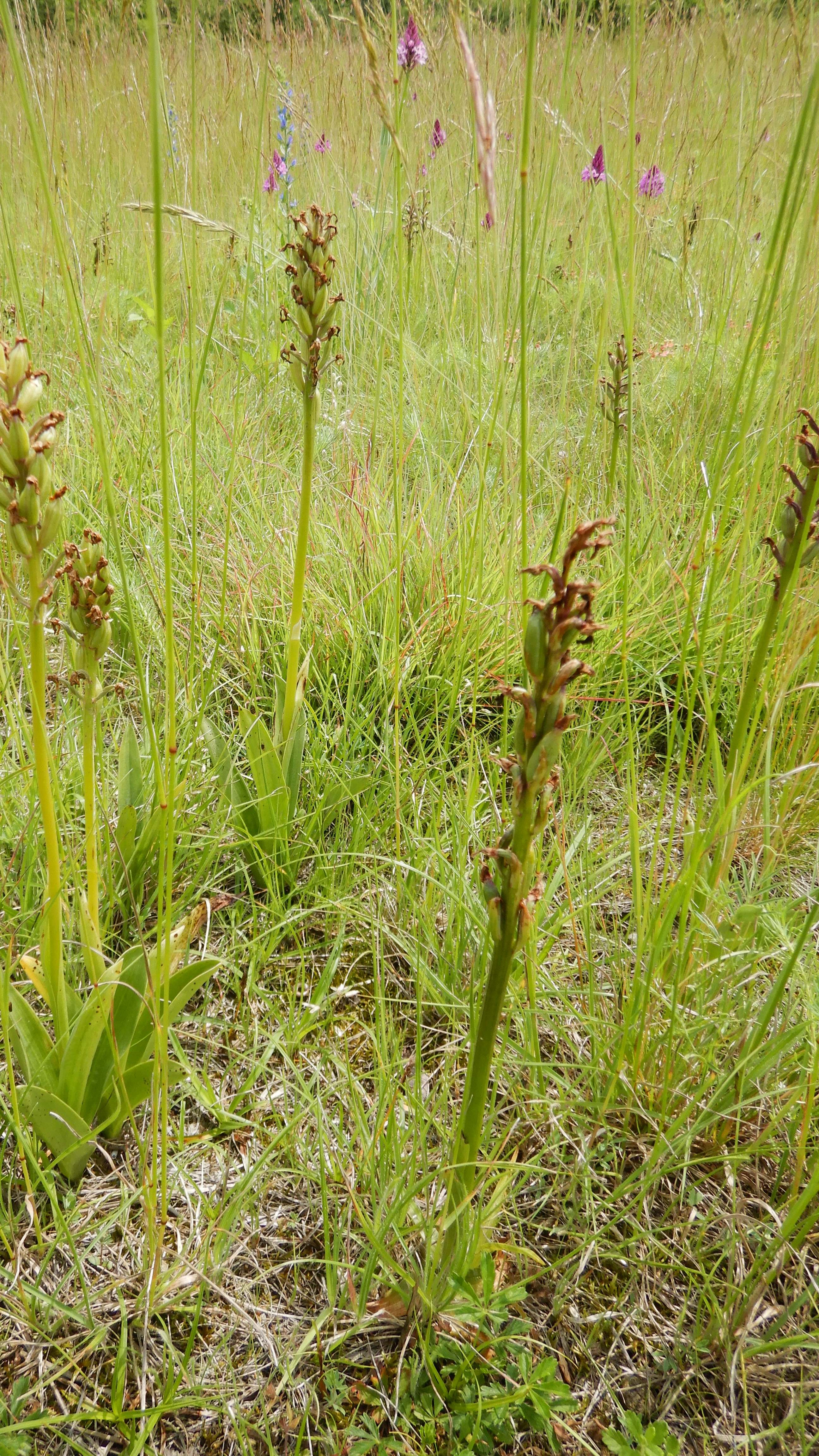 DSCN9802 (2) anacamptis morio, orchis militaris, anacamptis pyramidalis, lobau bei mühlleiten, 2023-06-08.jpg
