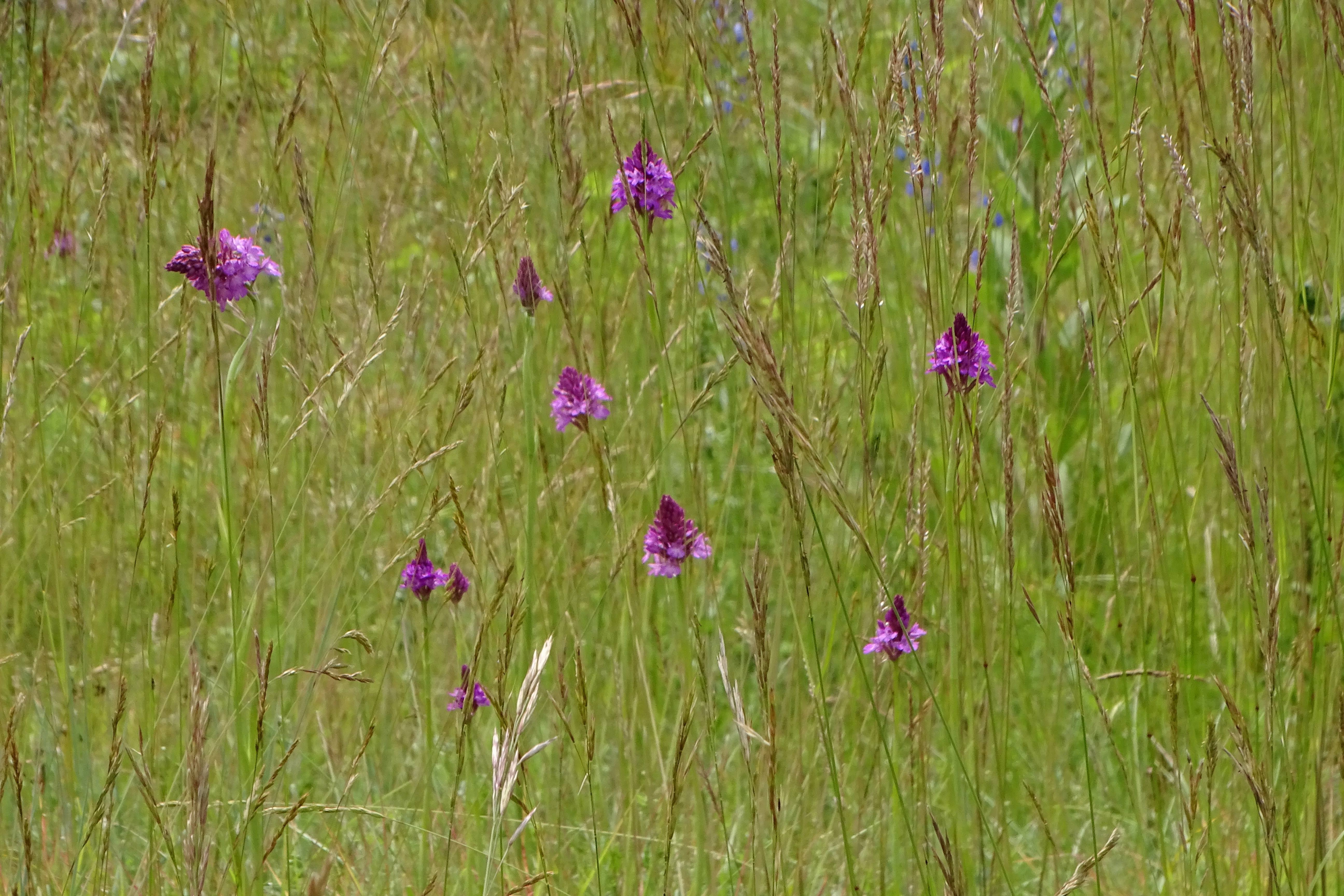 DSC07356 anacamptis pyramidalis, lobau bei mühlleiten, 2023-06-08.jpg