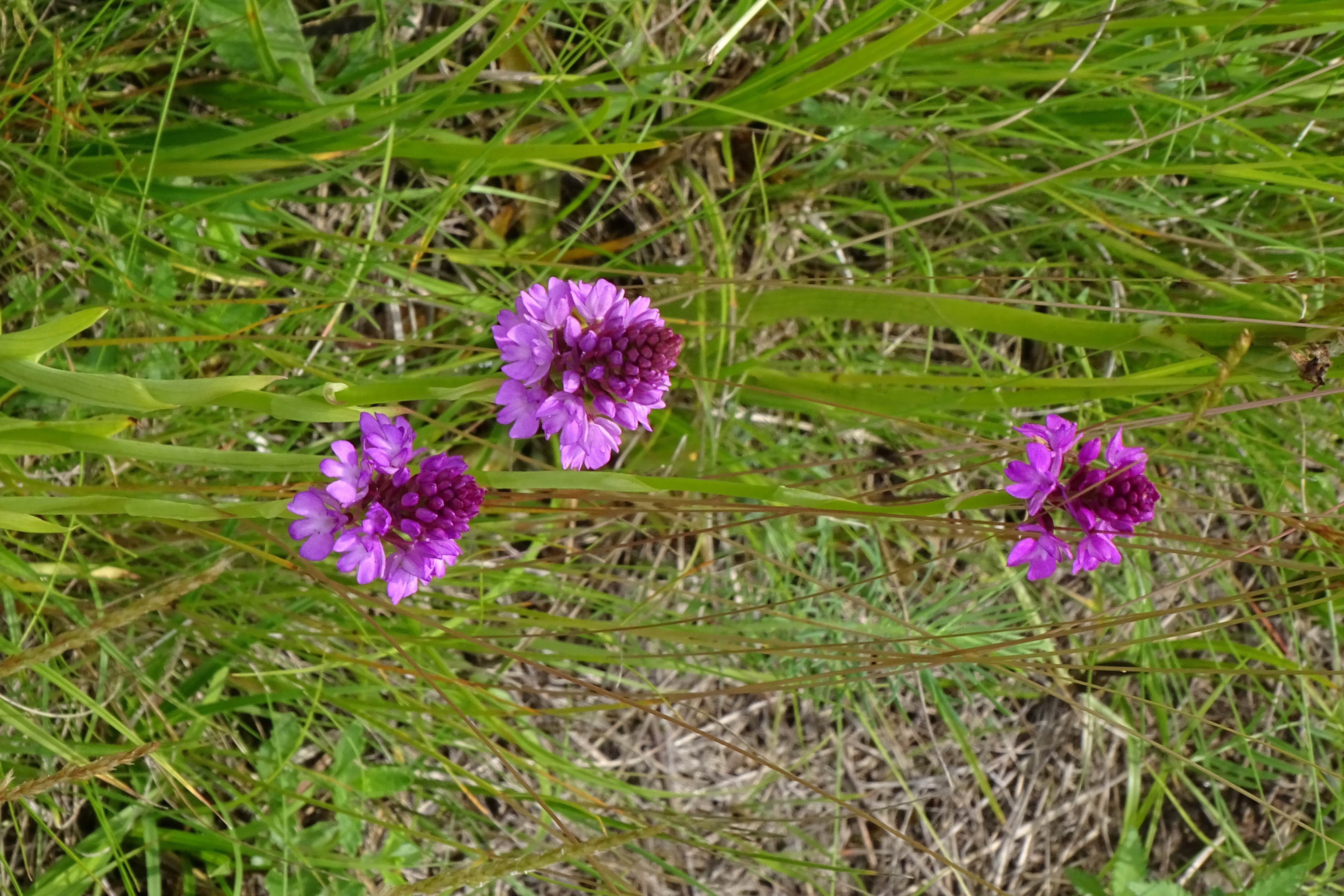 DSC07359 anacamptis pyramidalis, lobau bei mühlleiten, 2023-06-08.jpg