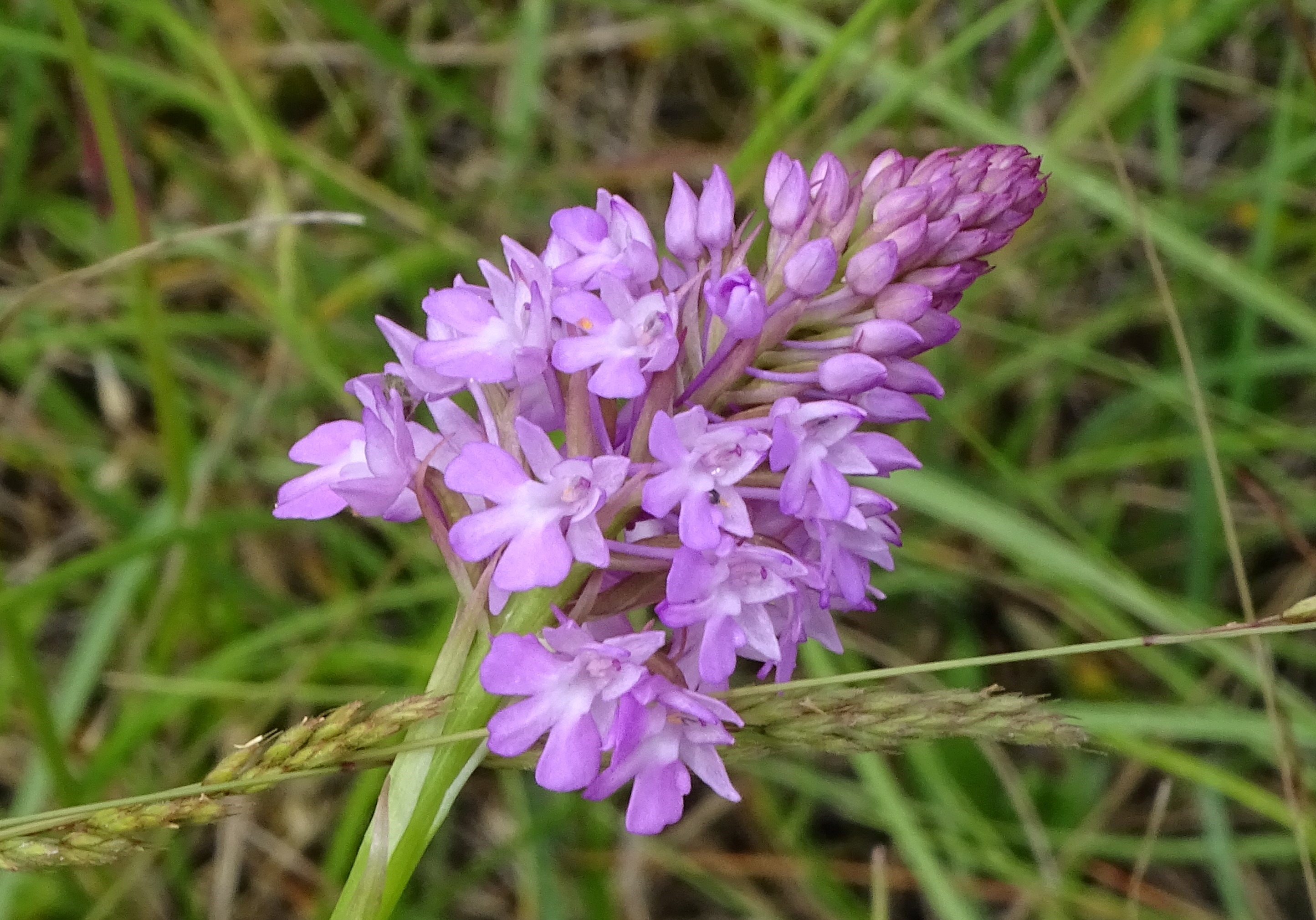 DSC07361 (2) anacamptis pyramidalis, lobau bei mühlleiten, 2023-06-08.jpg