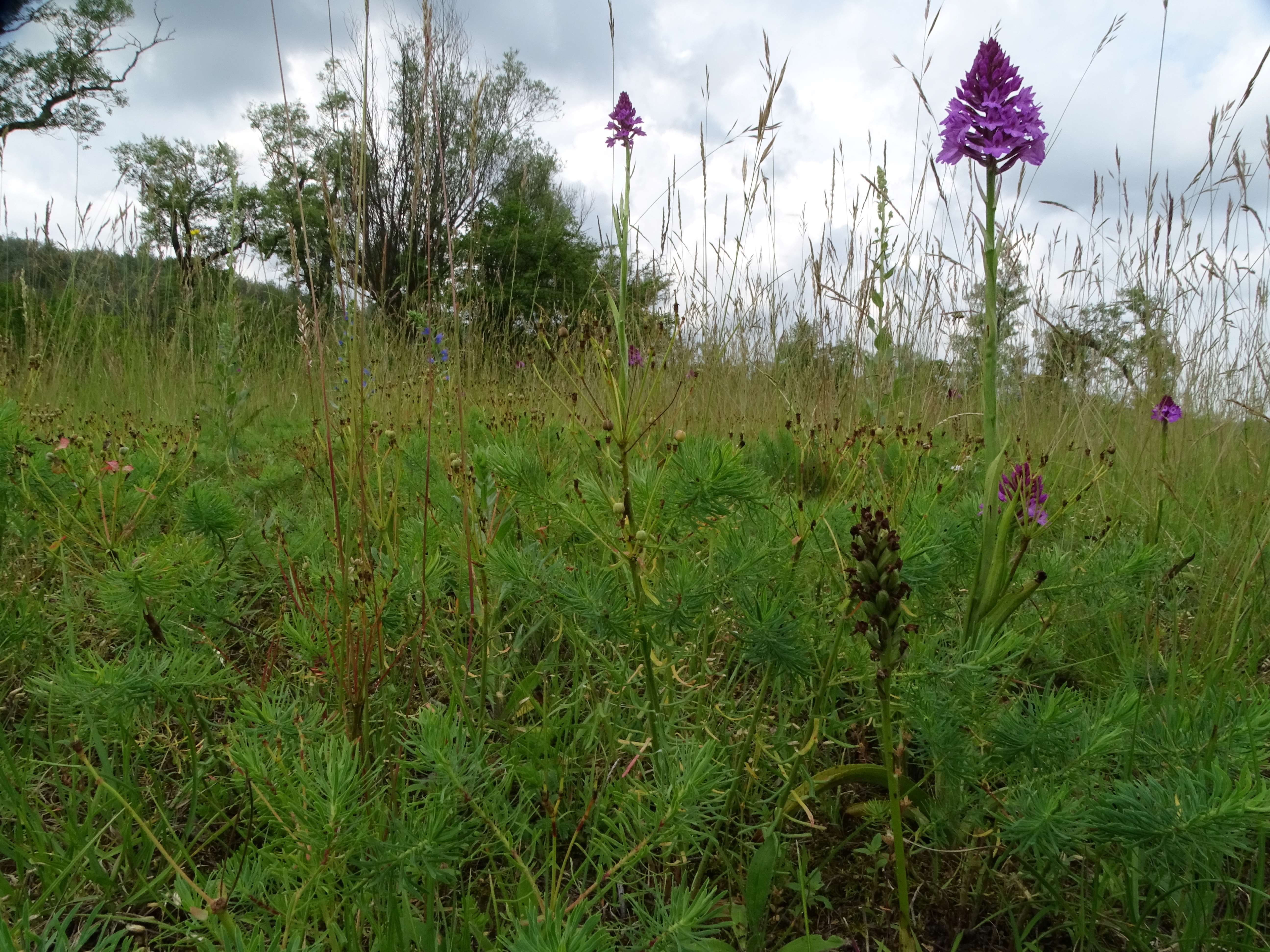DSC07370 neotinea ustulata, anacamptis pyramidalis, lobau bei mühlleiten, 2023-06-08.jpg