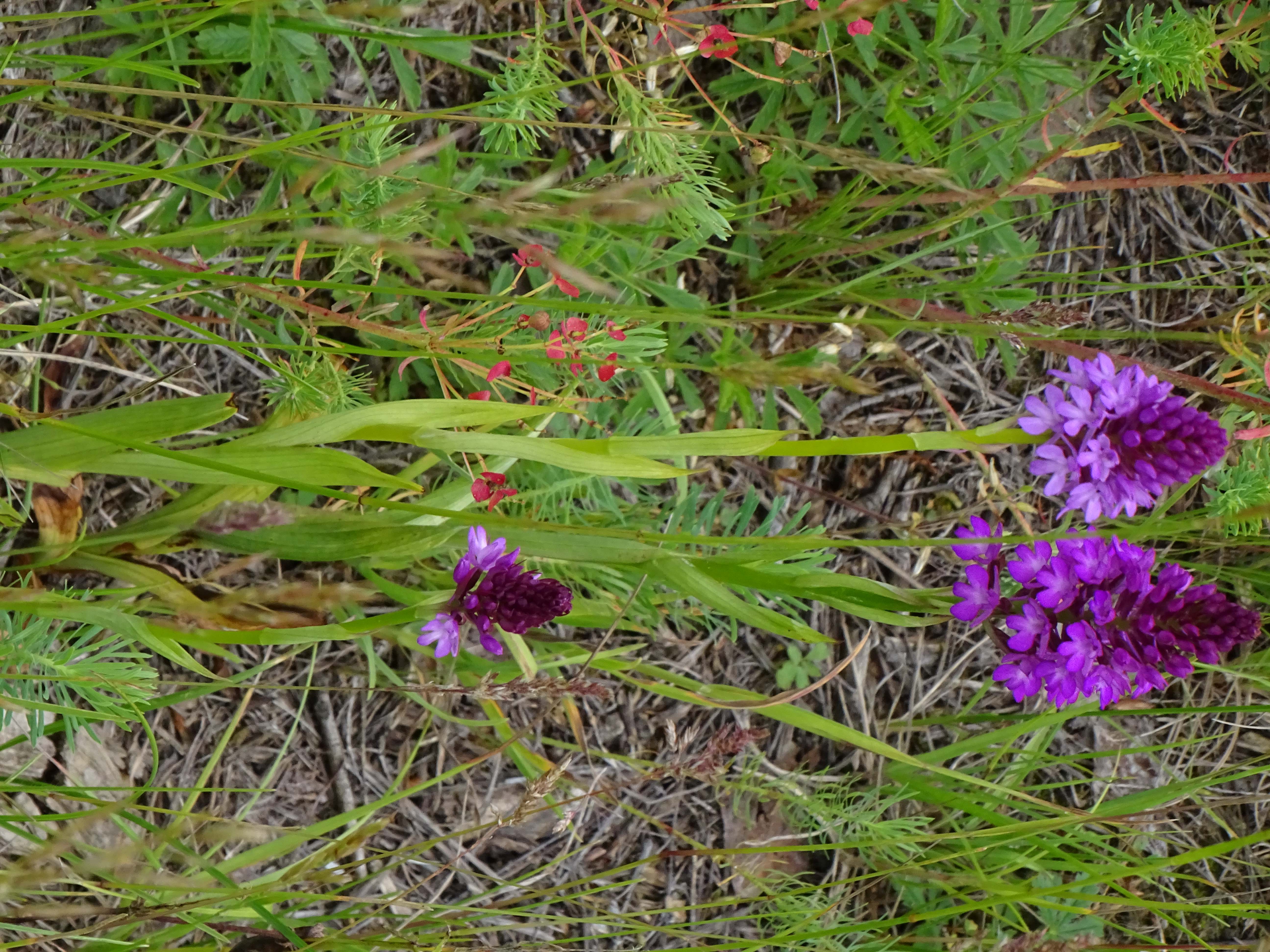 DSC07373 anacamptis pyramidalis, lobau bei mühlleiten, 2023-06-08.jpg