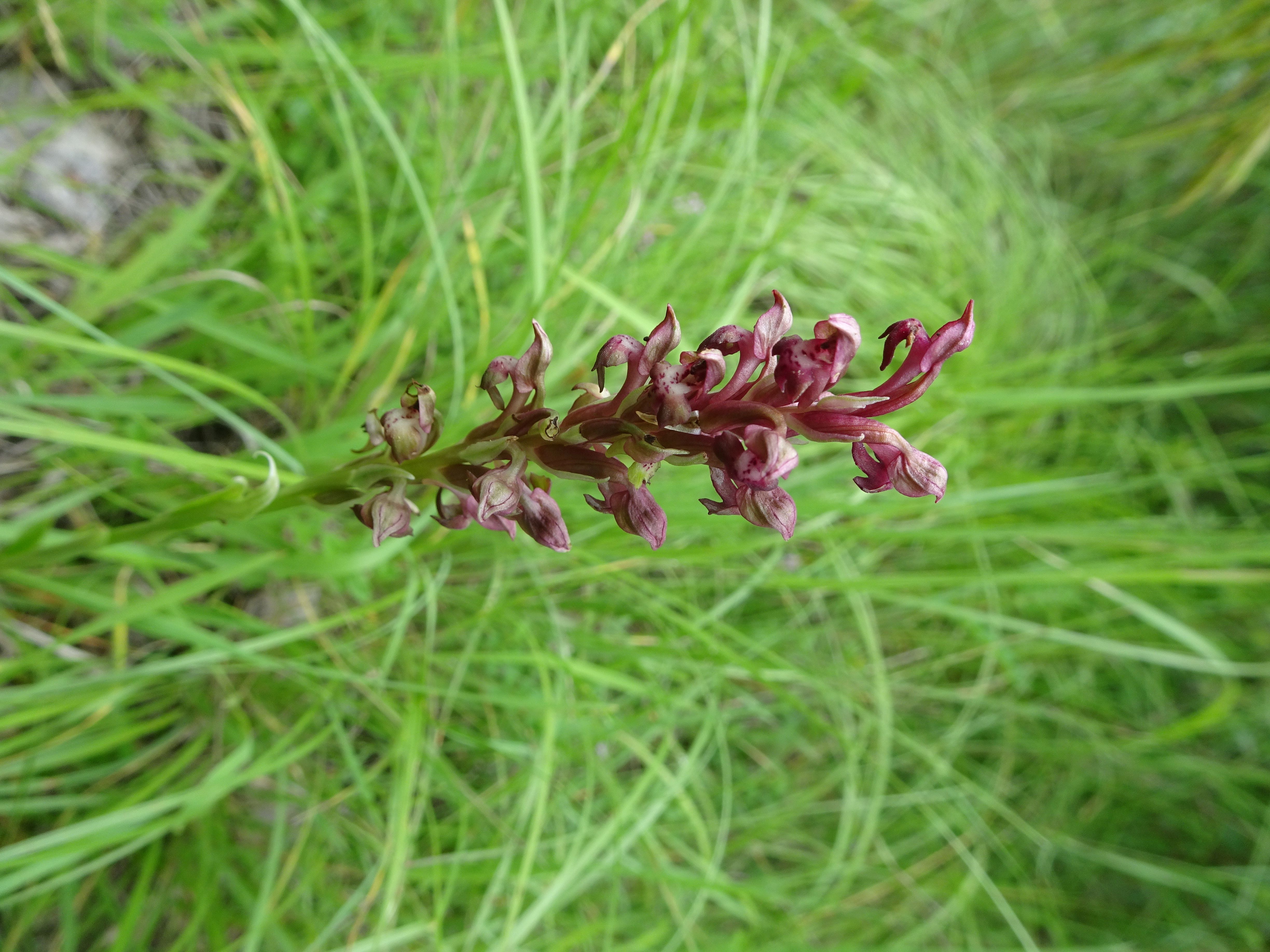 DSC08911 anacamptis coriophora, lobau bei mühlleiten, 2023-06-08.jpg