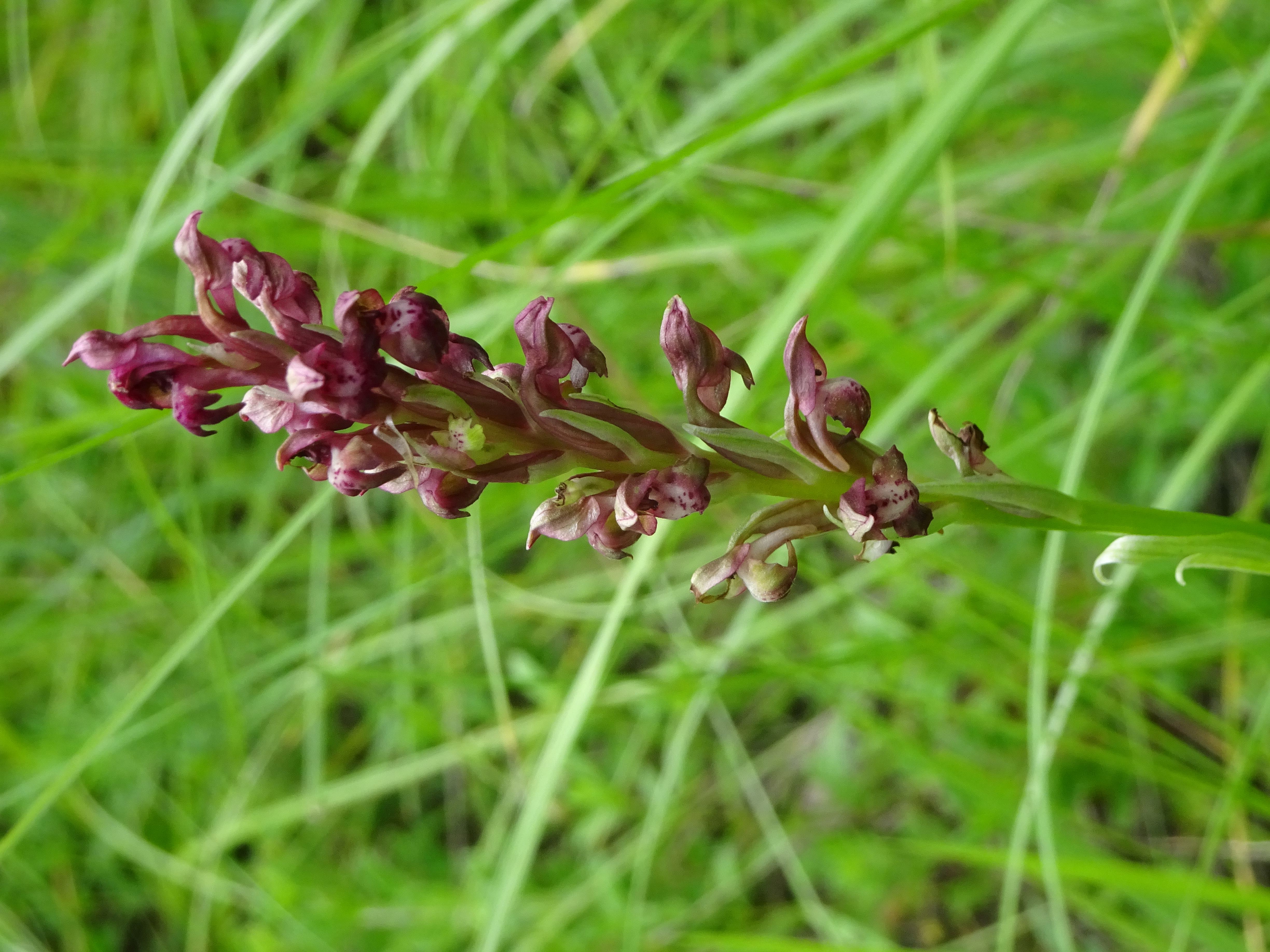 DSC08916 anacamptis coriophora, lobau bei mühlleiten, 2023-06-08.jpg