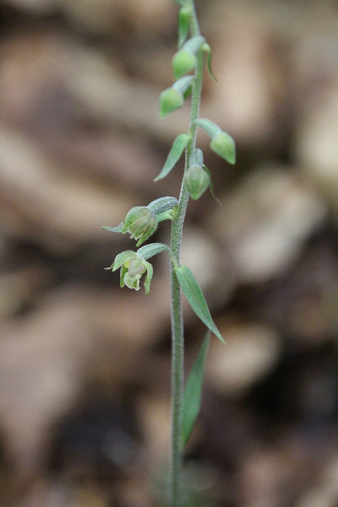 W23 -  - 08062023 - (31) - - Epipactis microphylla - Kleinblatt-Ständelwurz.JPG