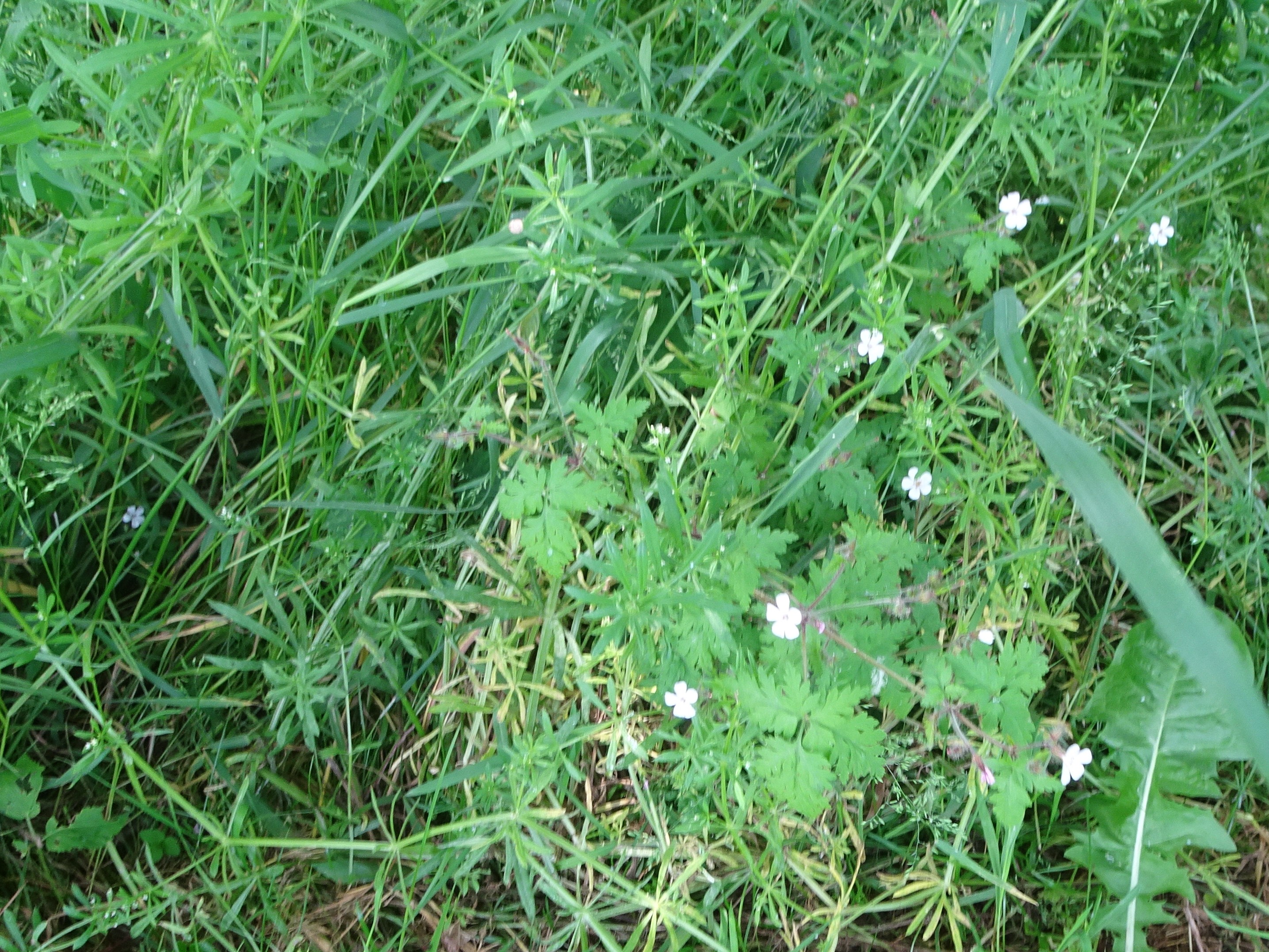 DSC08720 (2) albino, geranium rupertianum, 2023-06-04, modlisch.JPG