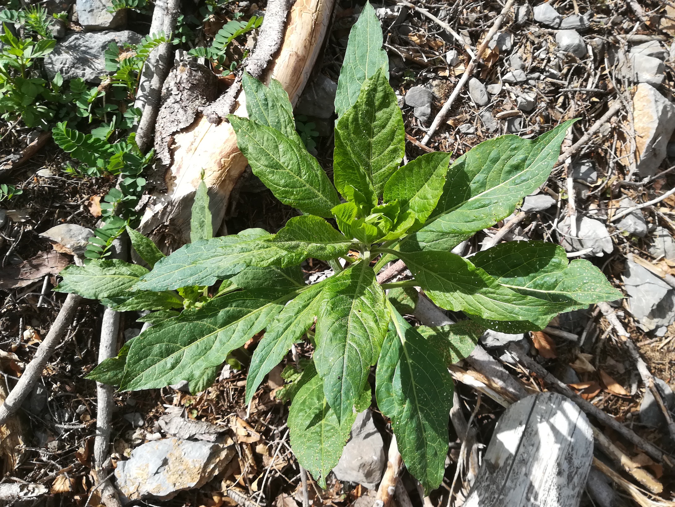 schneeberg_sp. ignota_20180430_143926.jpg