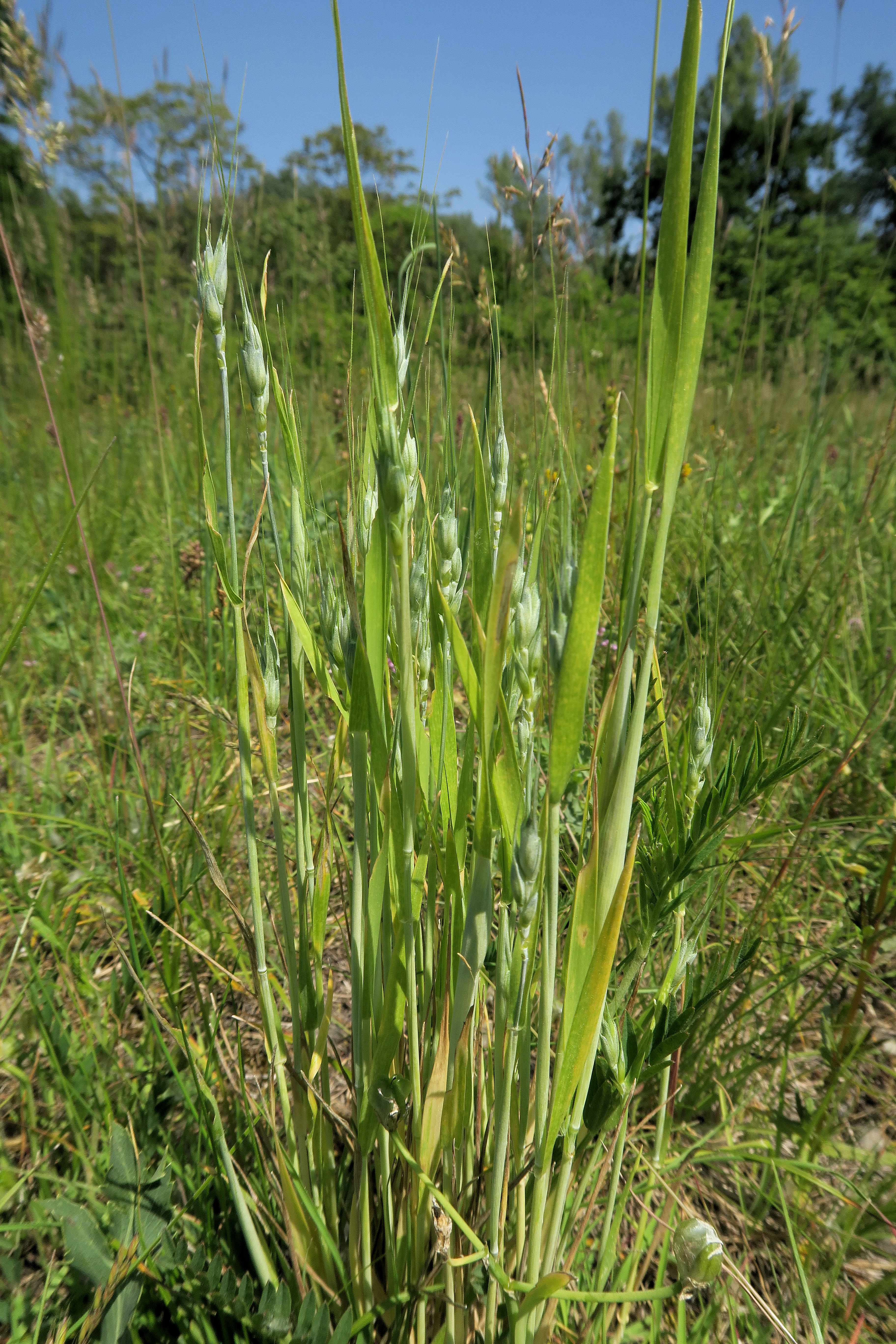 Aegilops geniculata) Geknieter) Walch, Lobau Fuchshäufl Magerrasen 01.06.2023 C5X2 (2).jpg