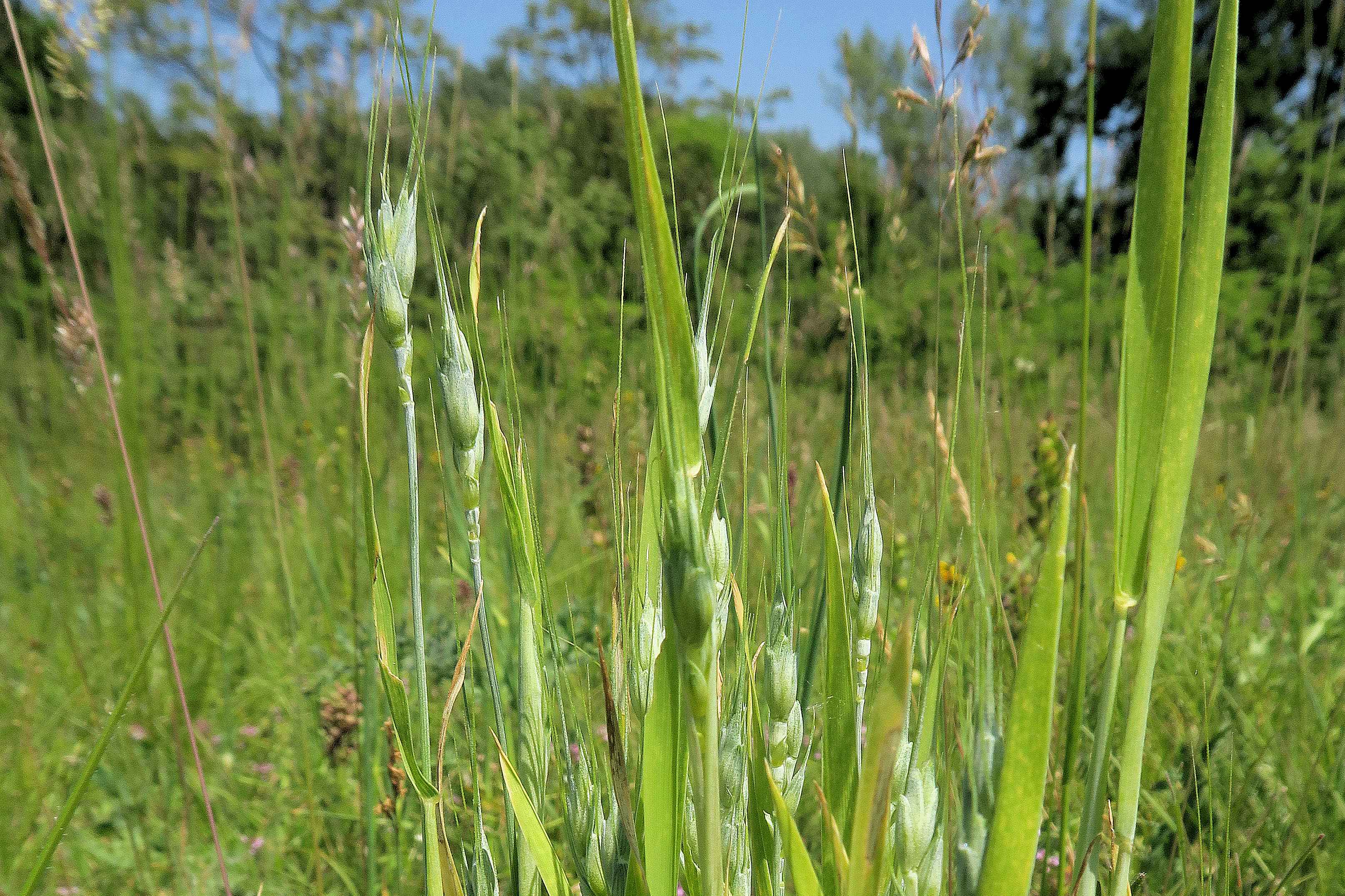 Aegilops geniculata) Geknieter) Walch, Lobau Fuchshäufl Magerrasen 01.06.2023 C5X2 (3).jpg