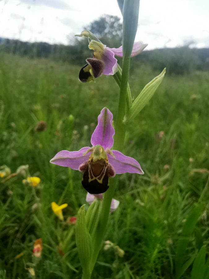 bienen.jpg