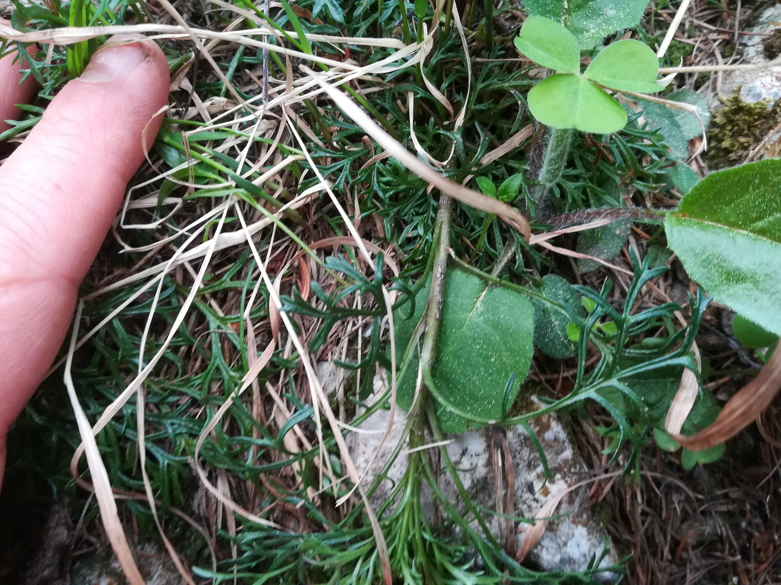 schneeberg_cf. papaver alpinum_20180430_141303.jpg