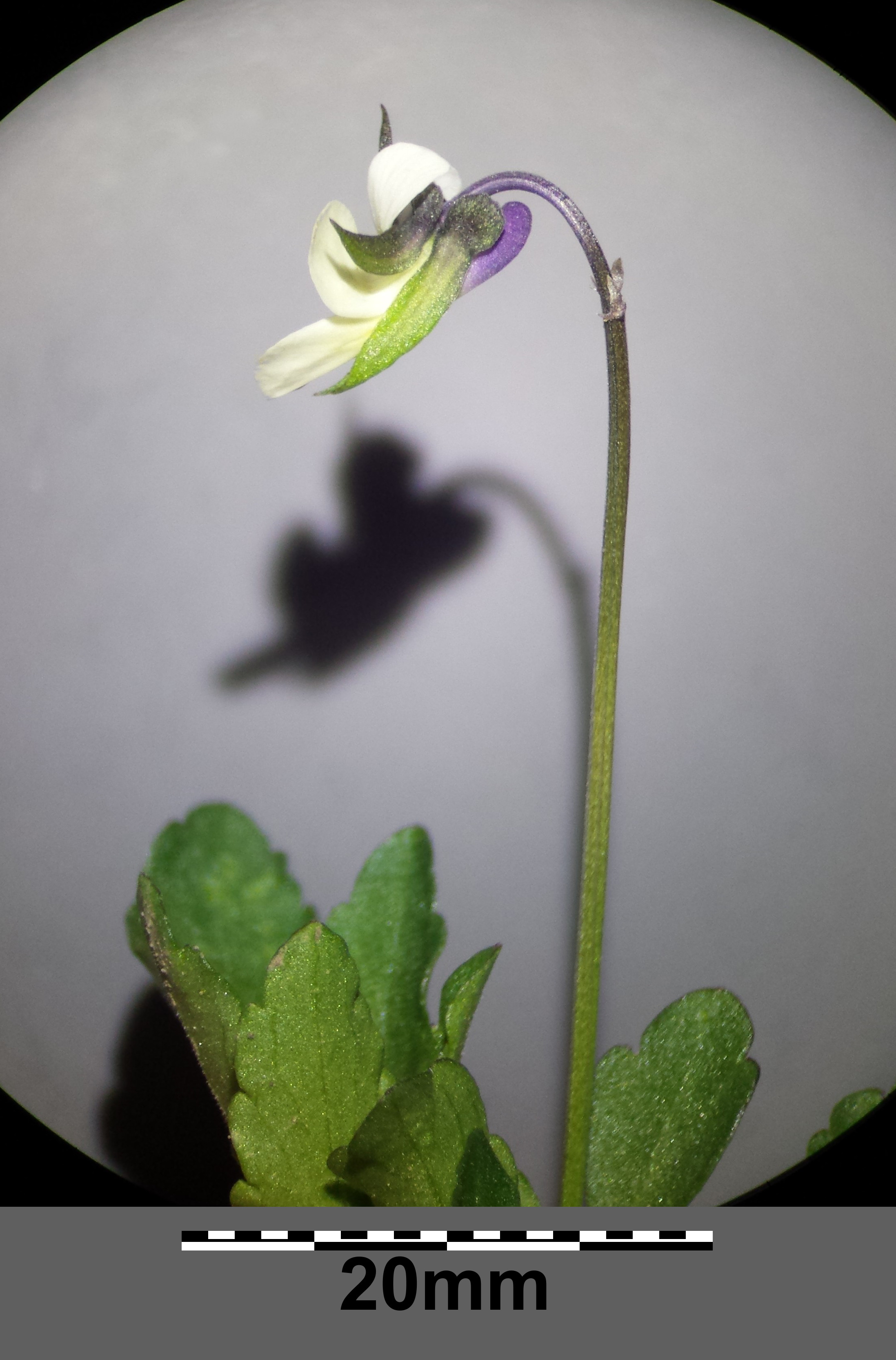 Viola arvensis subsp. arvensis Mikro2.jpg