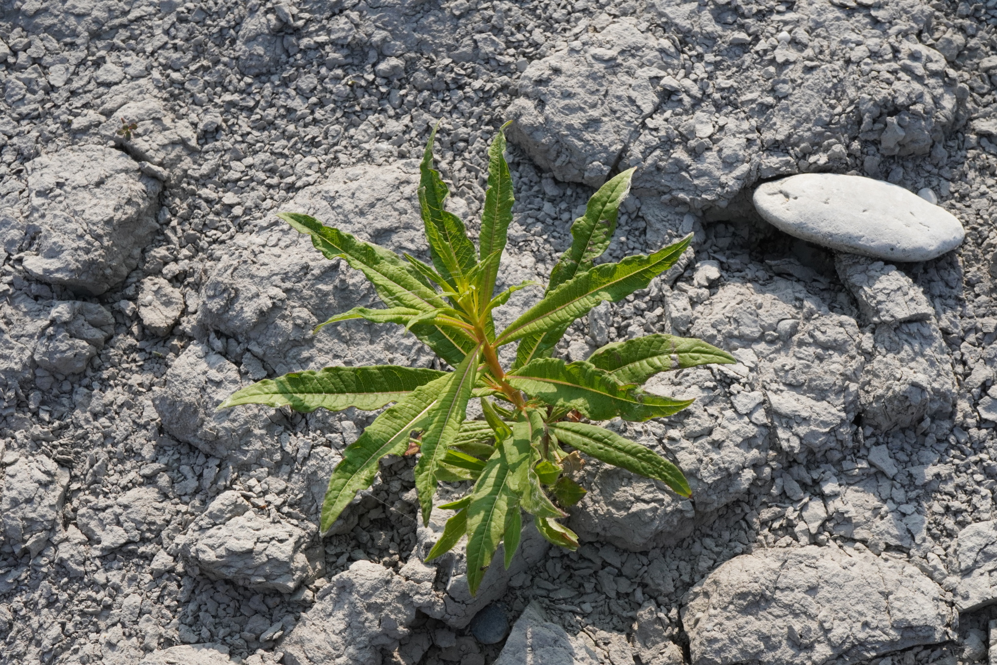 Epilobium angustifolium_Zicksee_20230529_A.JPG