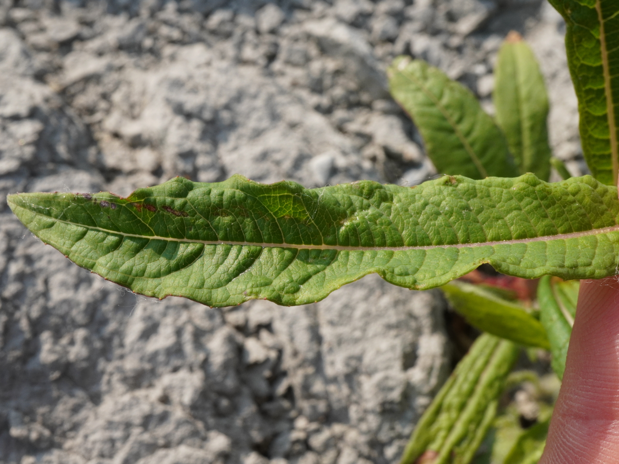 Epilobium angustifolium_Zicksee_20230529_B.JPG