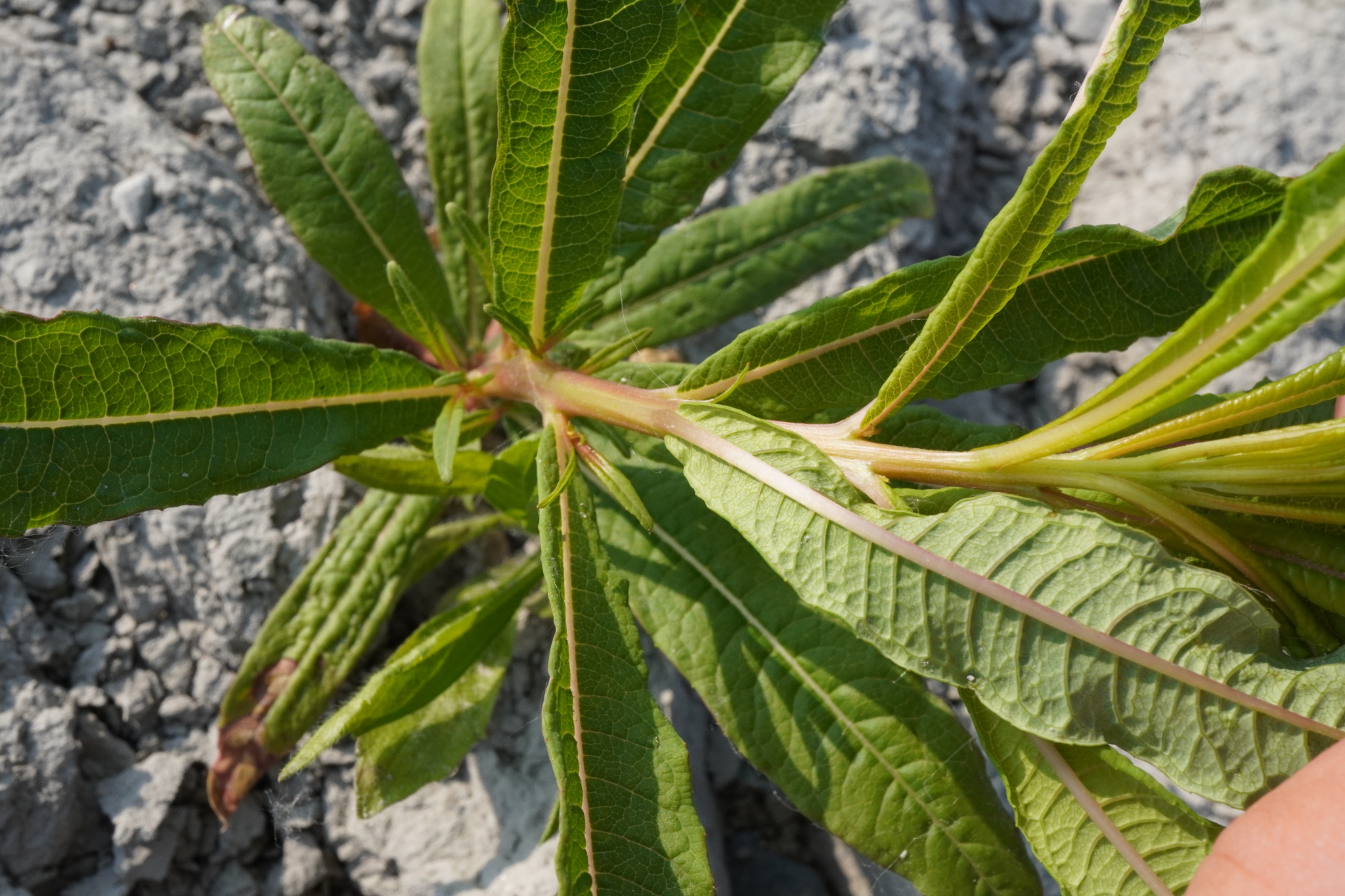 Epilobium angustifolium_Zicksee_20230529_C.JPG