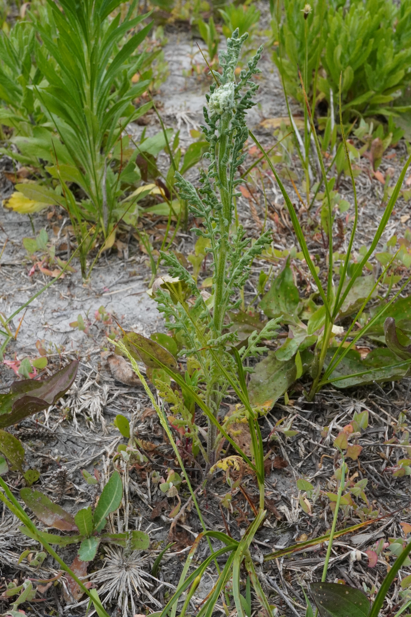 Senecio sylvaticus_Zicksee_20230605_A.JPG